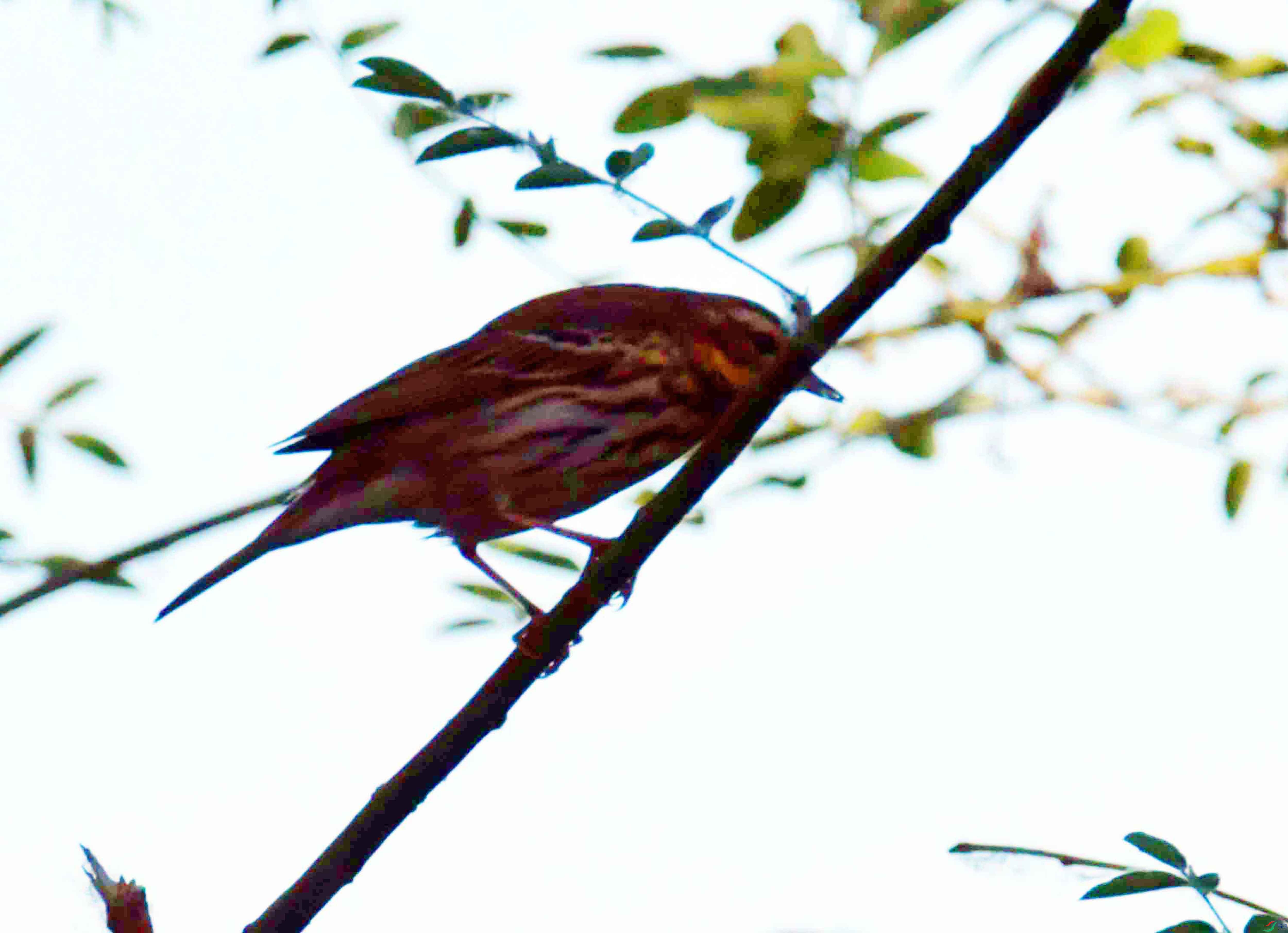 DSC_9402.JPG