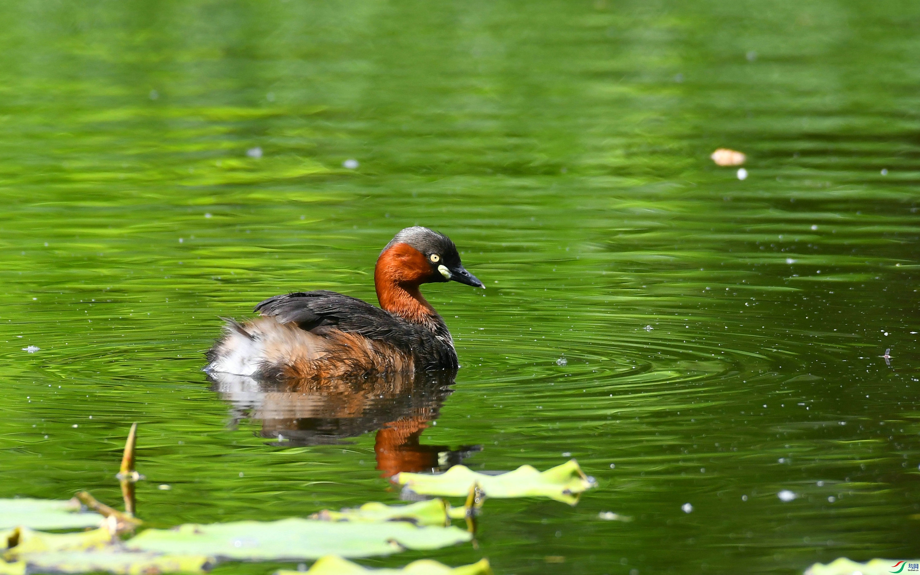 DSC_2960.JPG