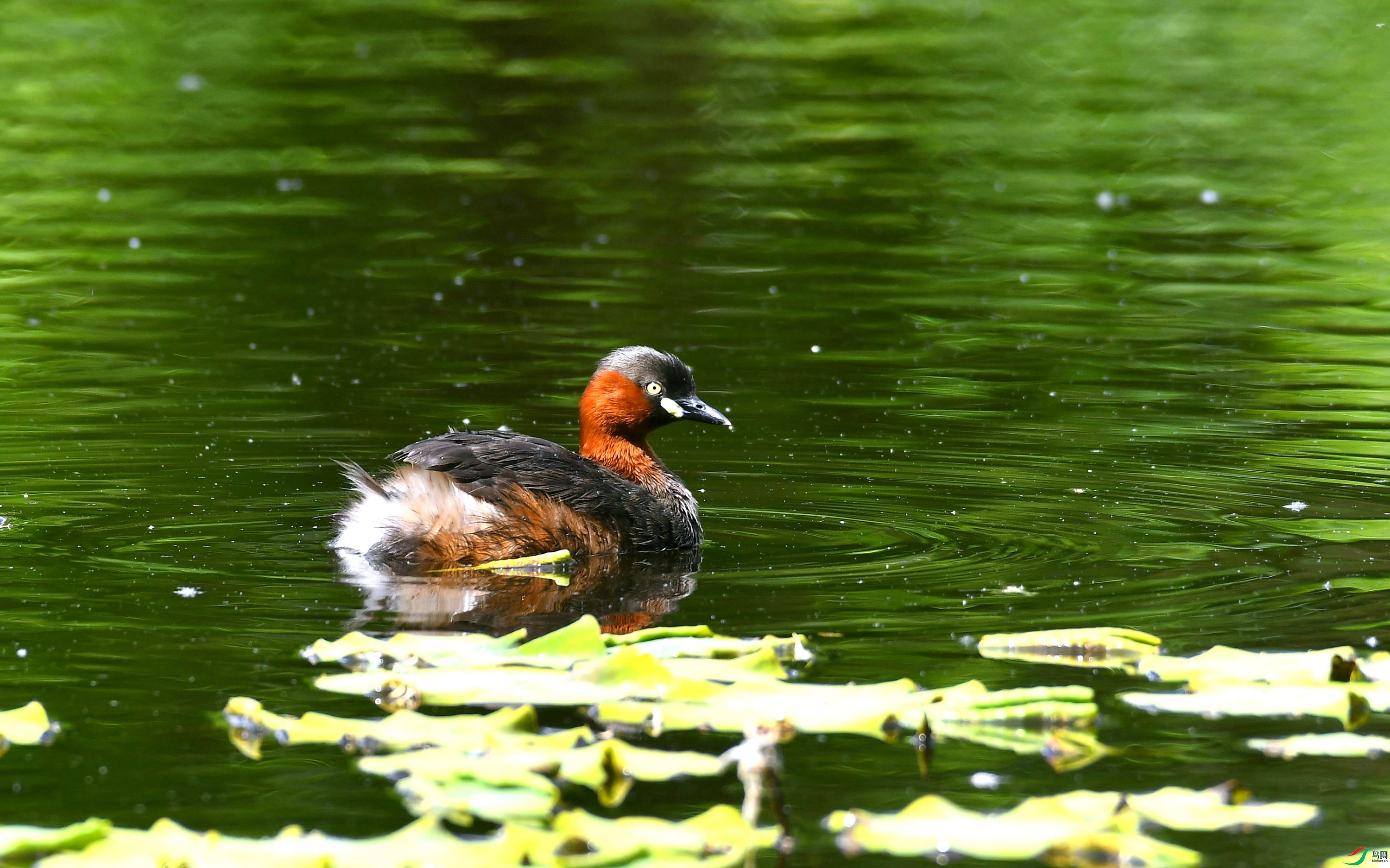 DSC_2953.JPG