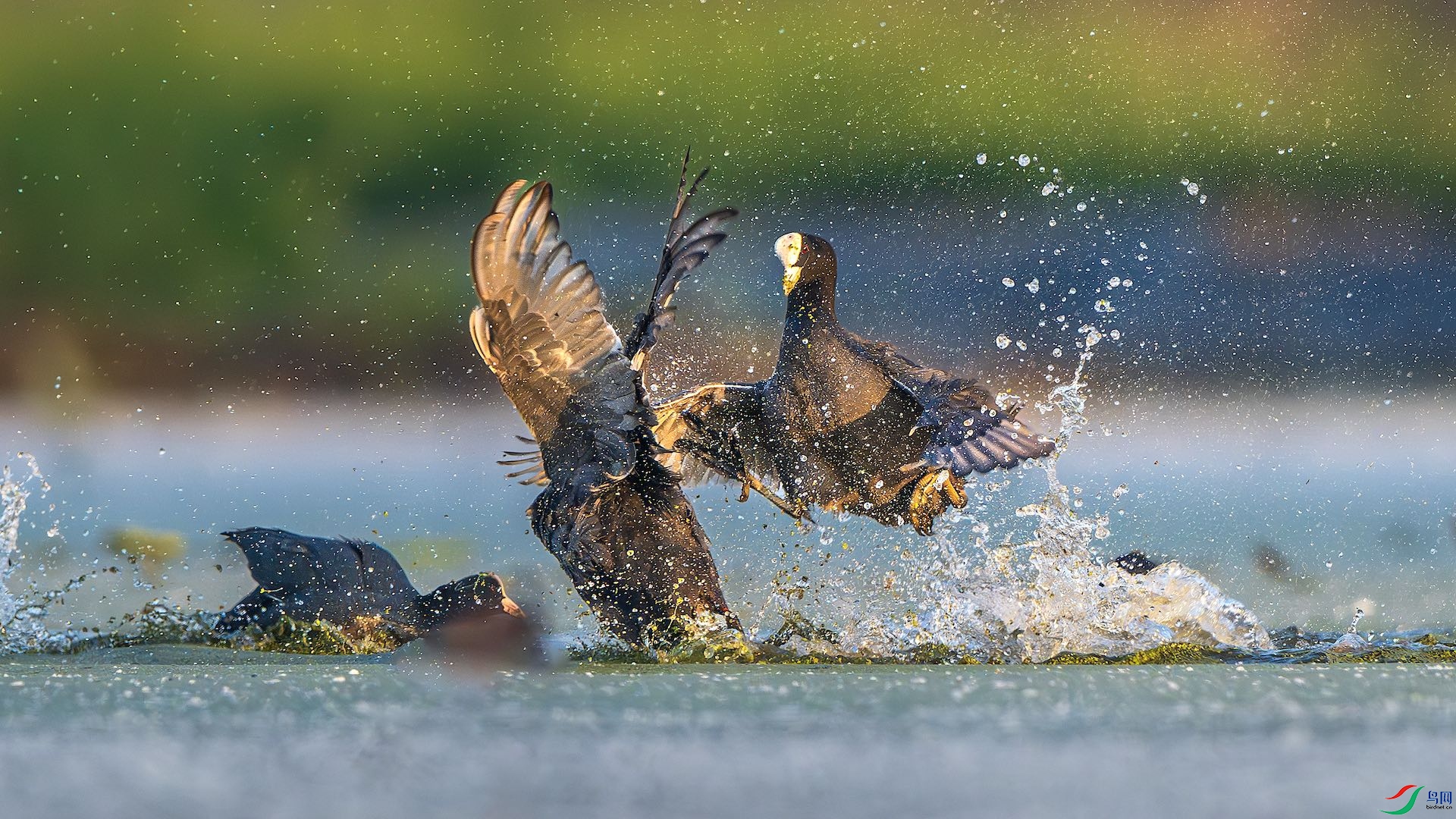 1_XXL5830-����ǿ-NR ���� 2.jpeg