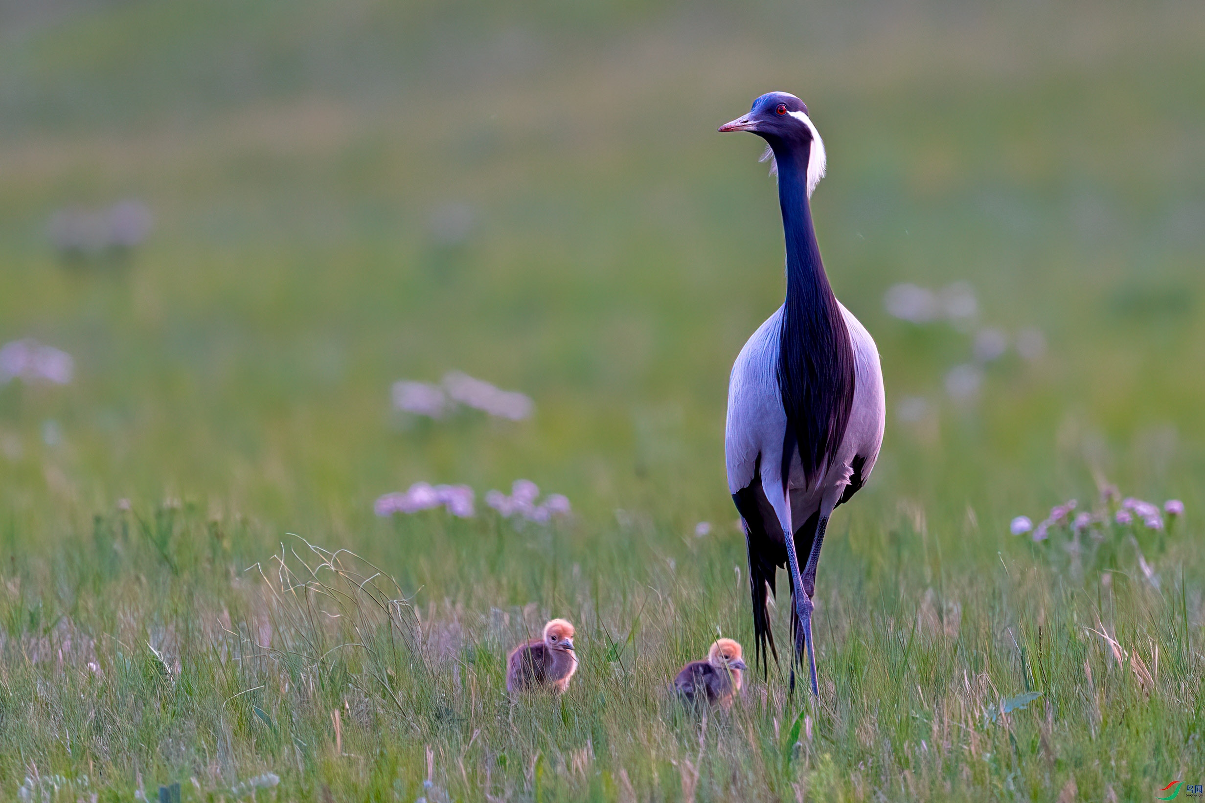 DSC07256 ����.jpg