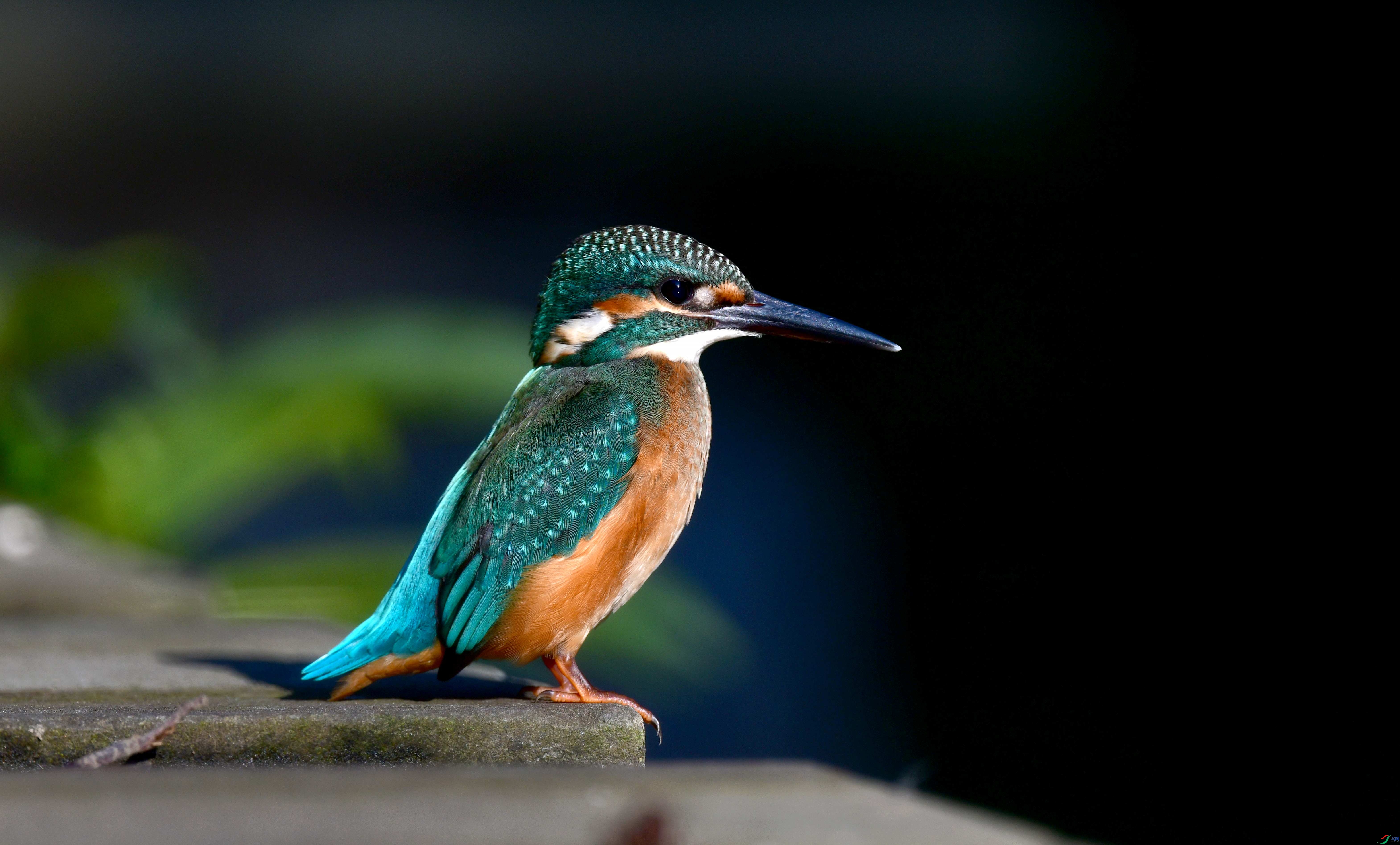 DSC_7477_conew2.jpg