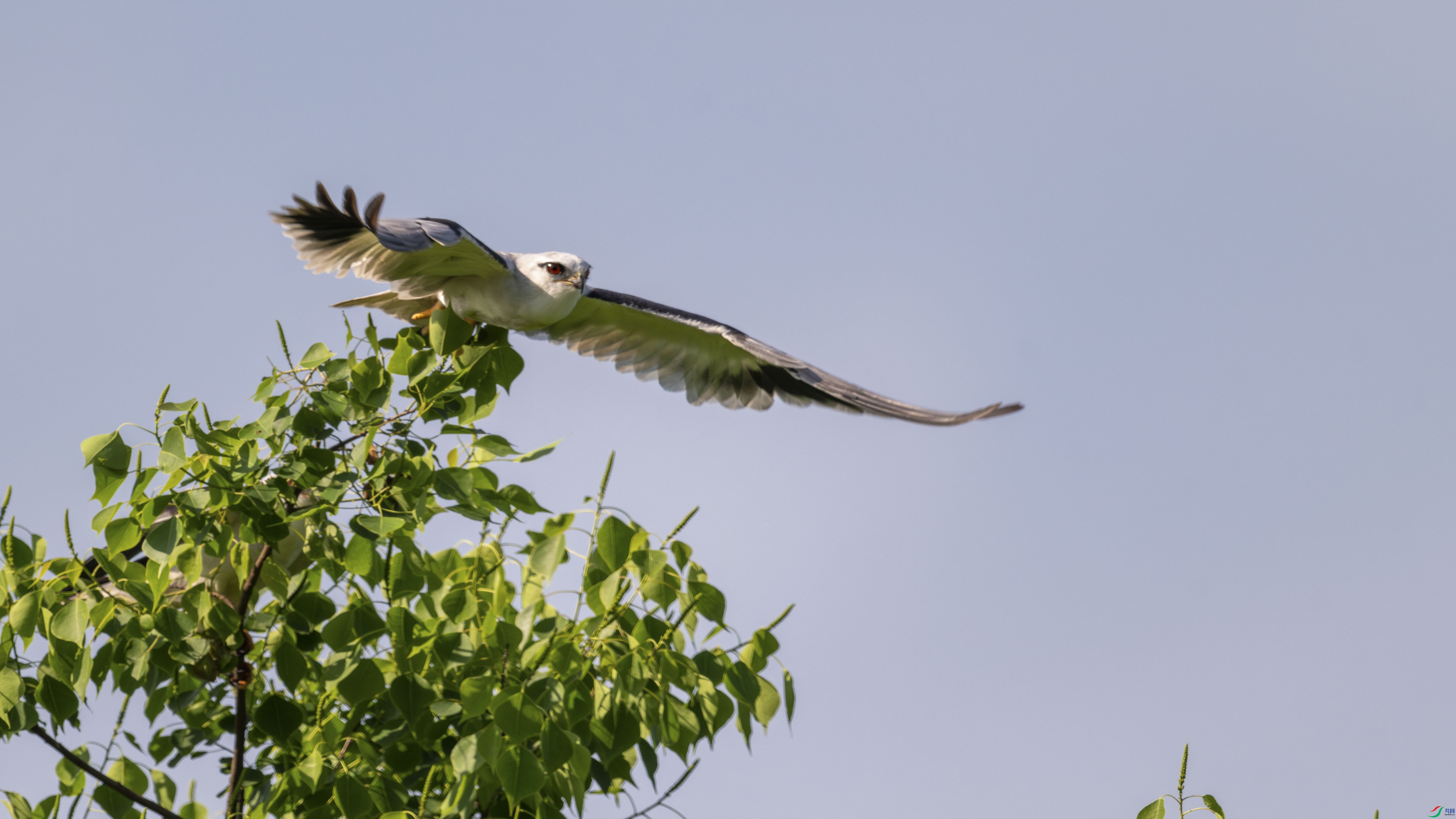 DSC_5463_1.JPG