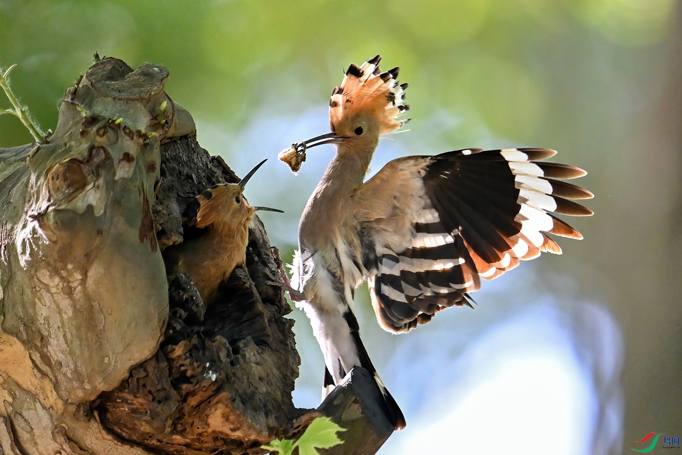 ��ʤ����