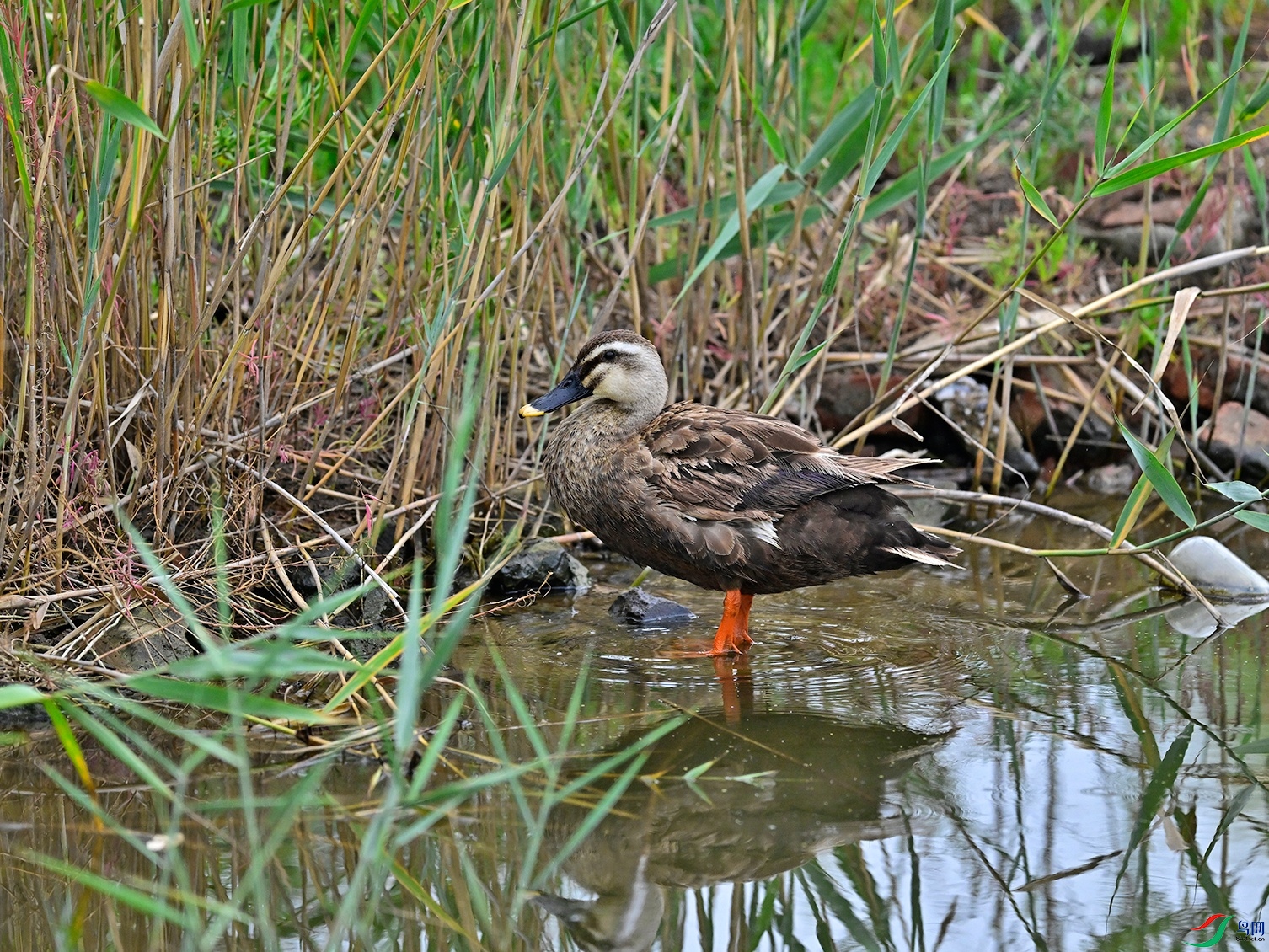_DSC1474f.jpg