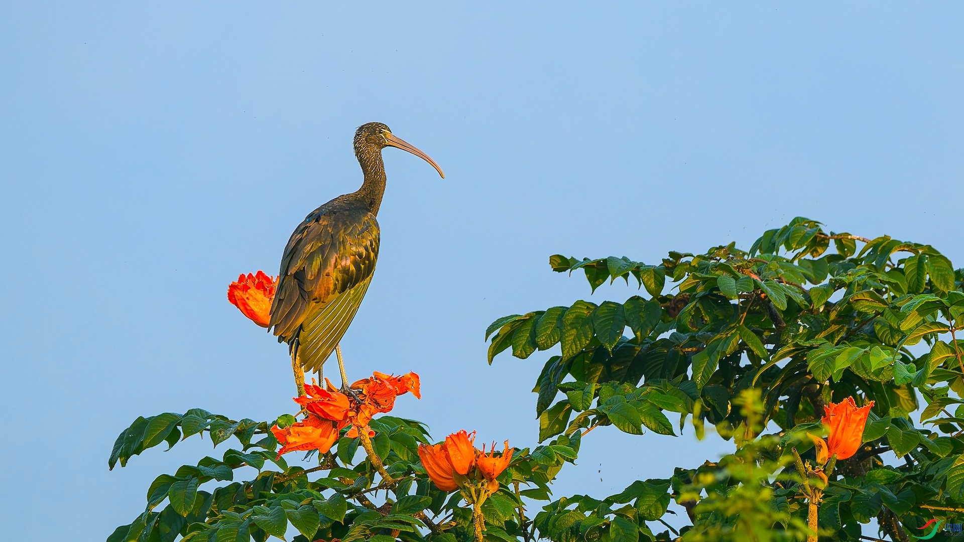 1_XXL6115-����ǿ-NR ����.jpeg