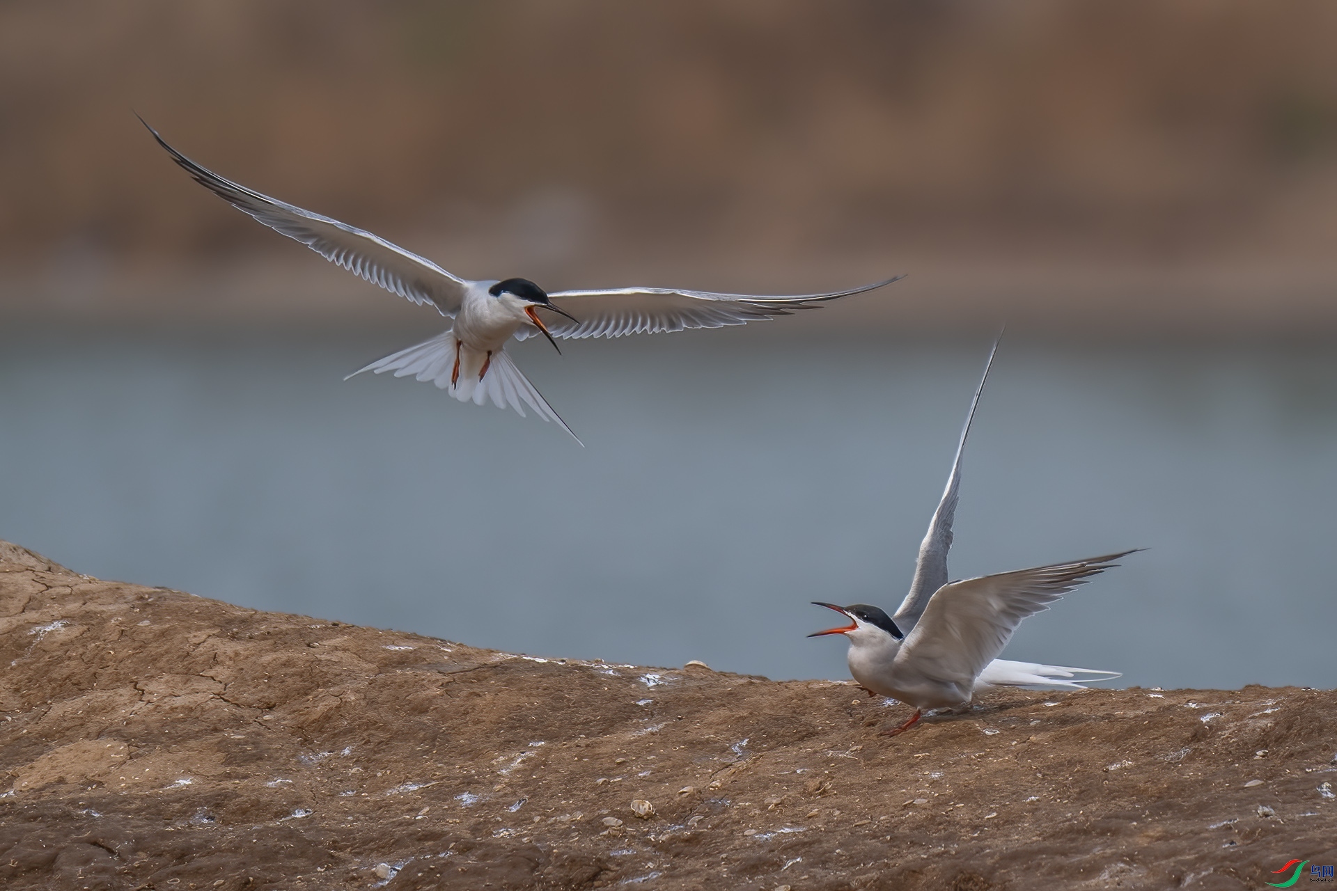 DSC_4583.jpg