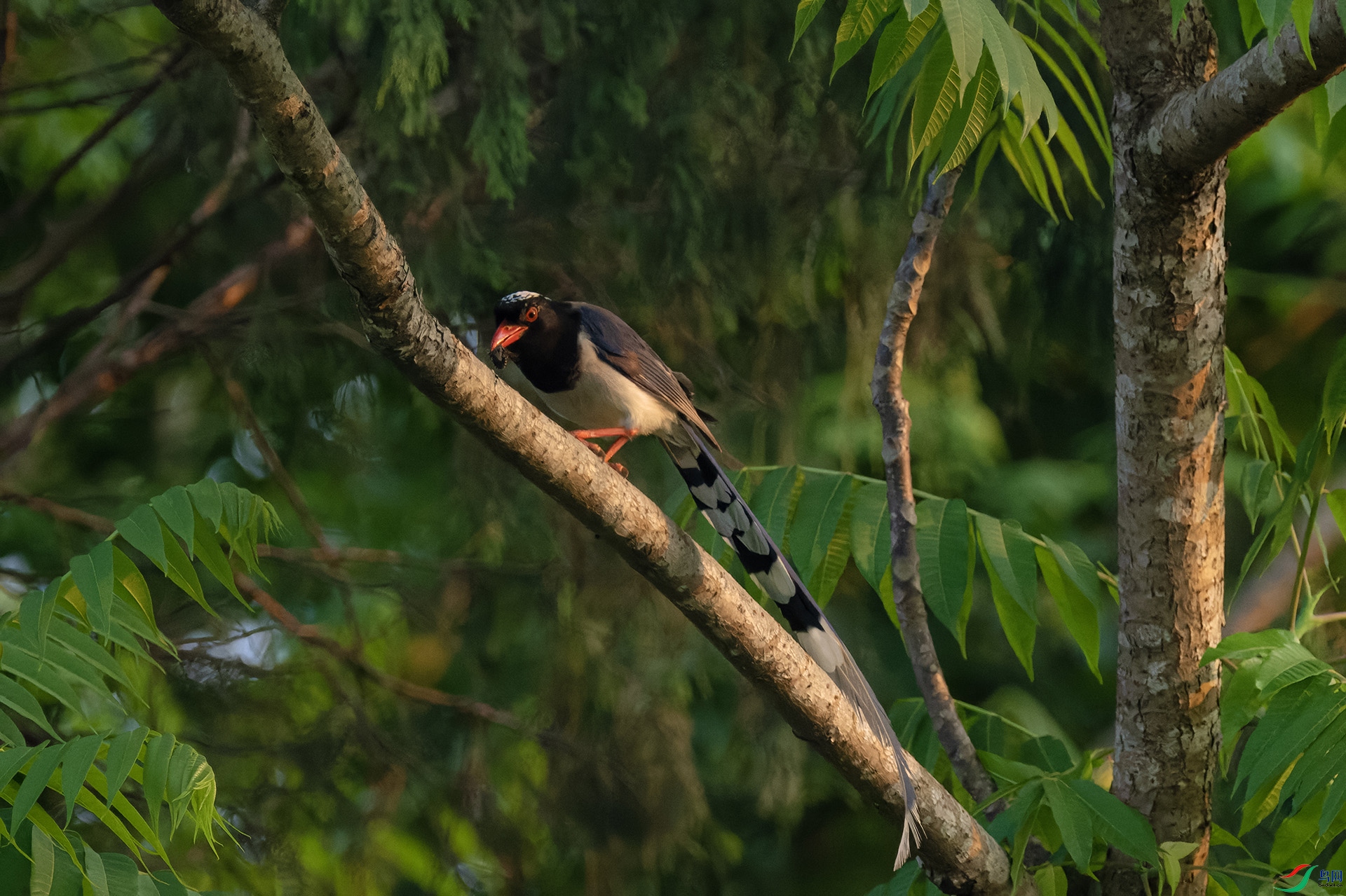 DSC_5327-NEF_DxO_DeepPRIME ���� 2.jpg