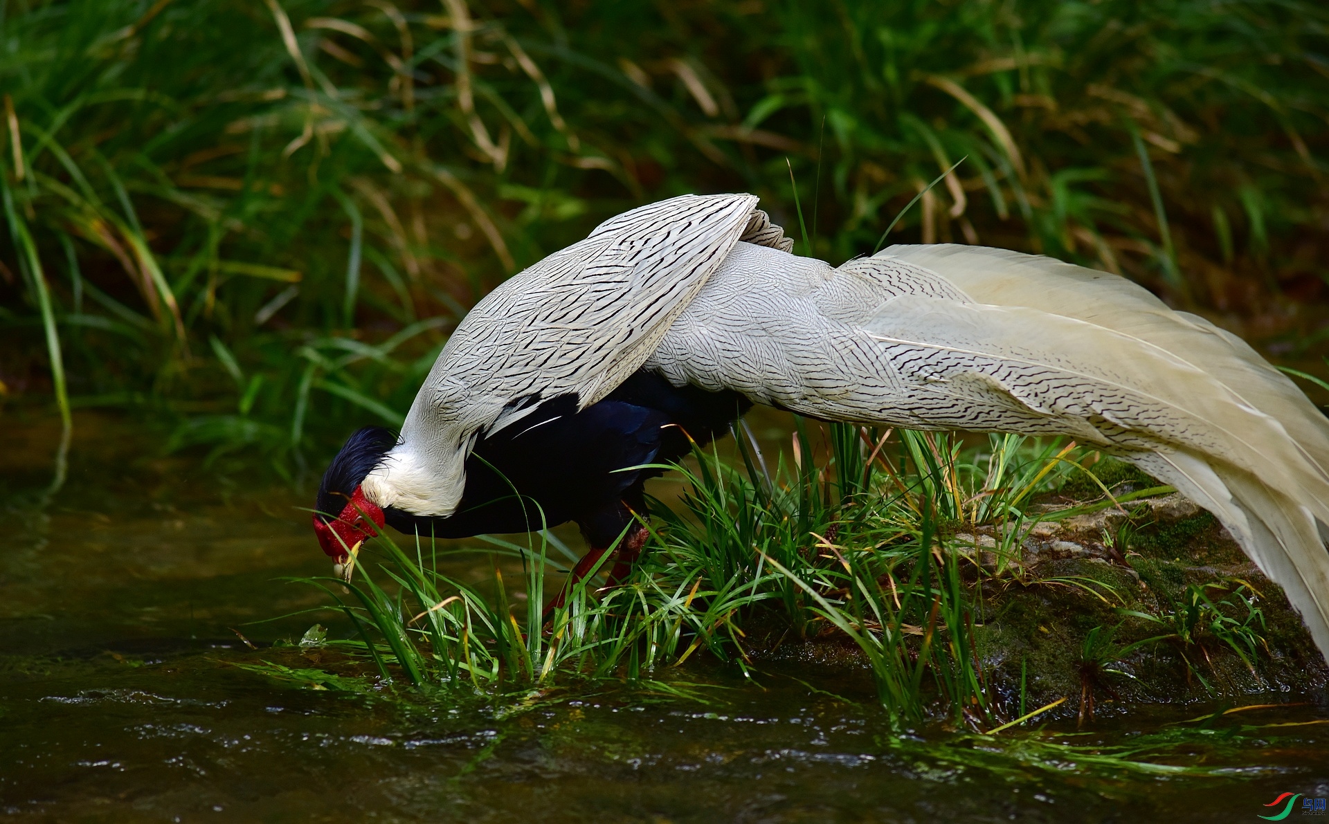 D8I_0950.jpg