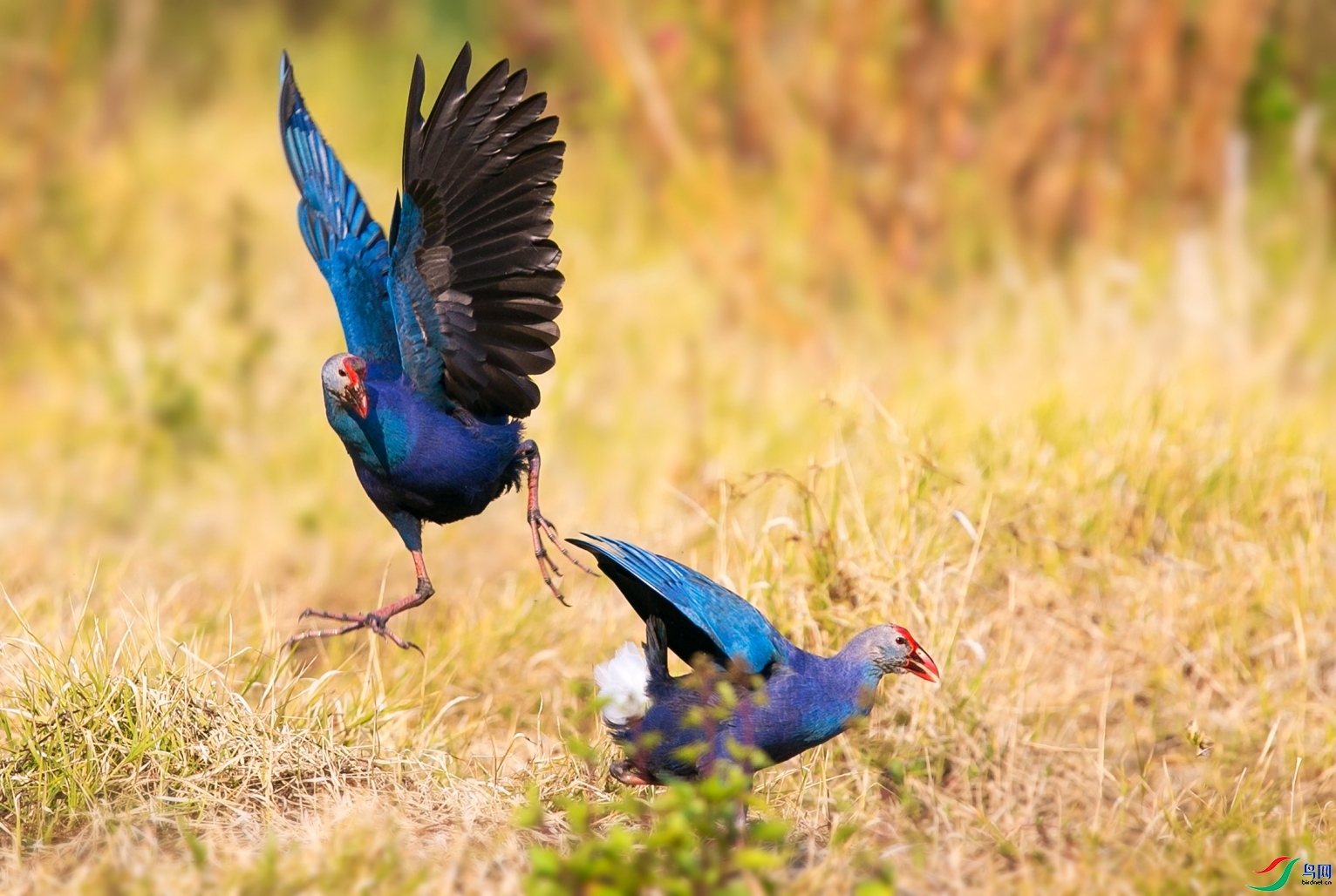 ��ս���� ���� ��Х ����.jpg