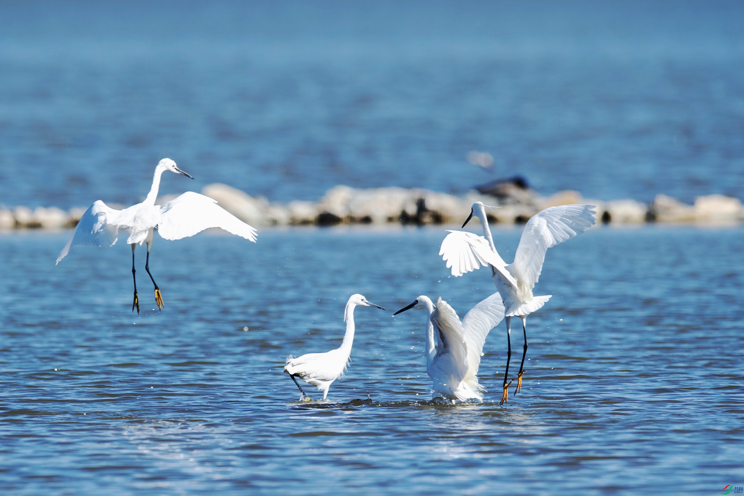 DSC_4927 ����.jpg