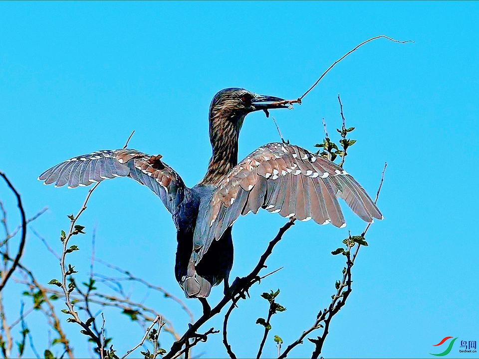 ҹ������