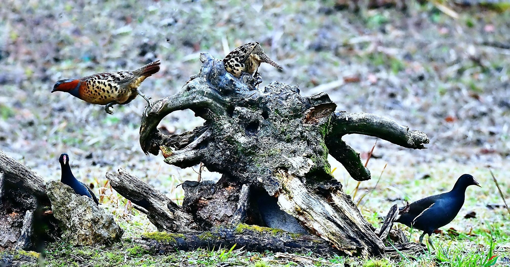 DSC_2962-.jpg