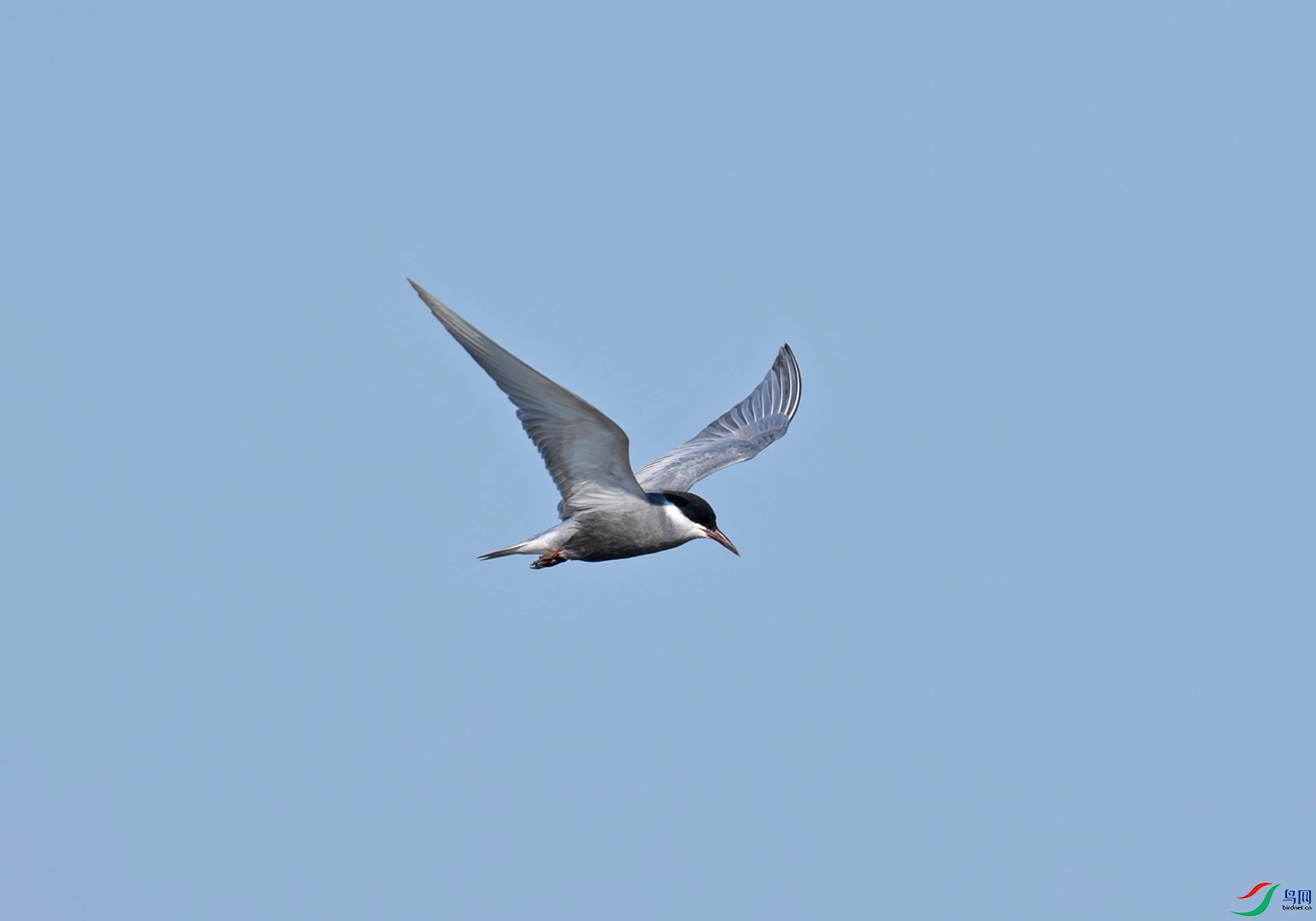_DSC3375f.jpg