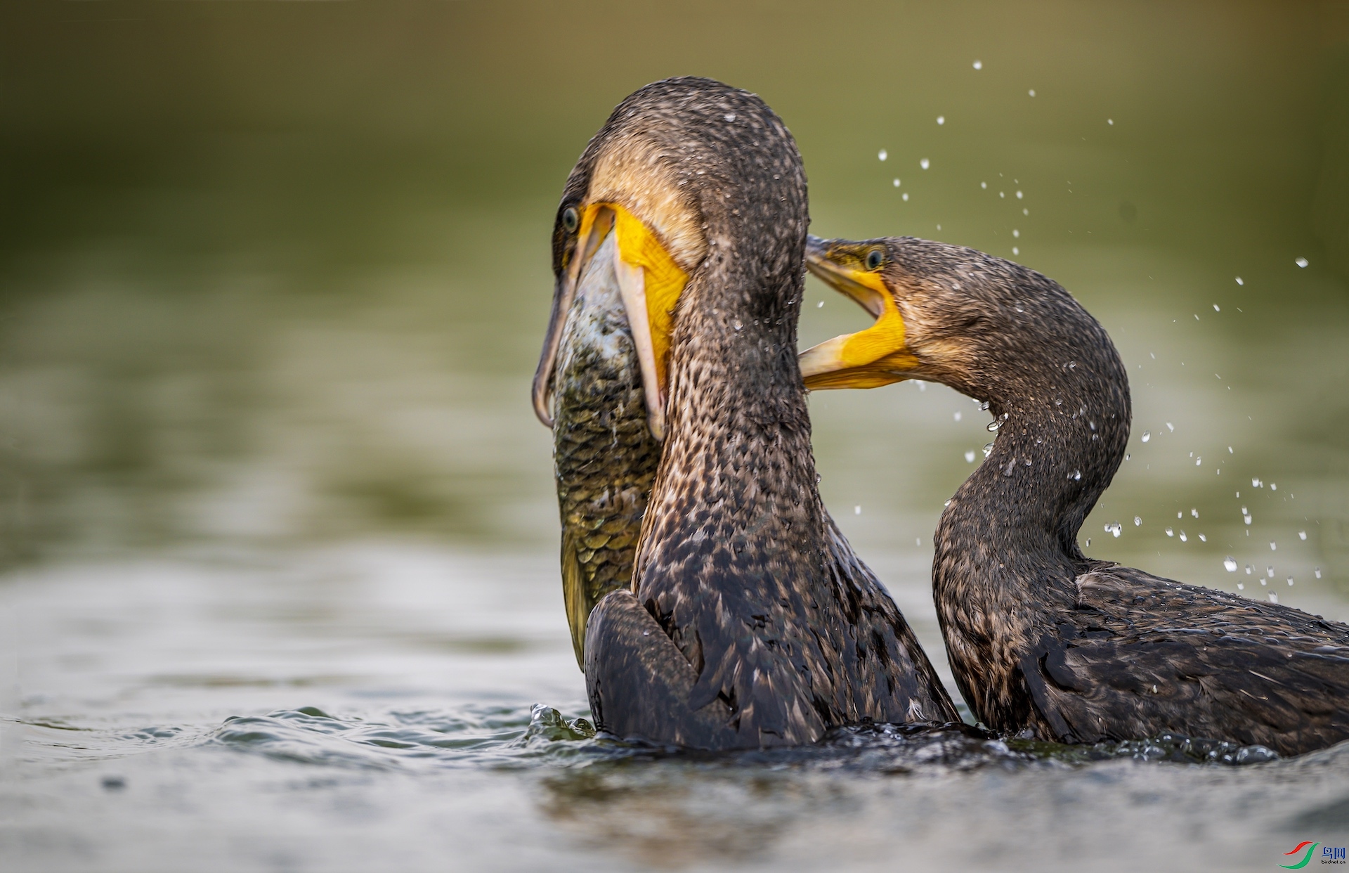 1_XXL5358 ����.jpeg