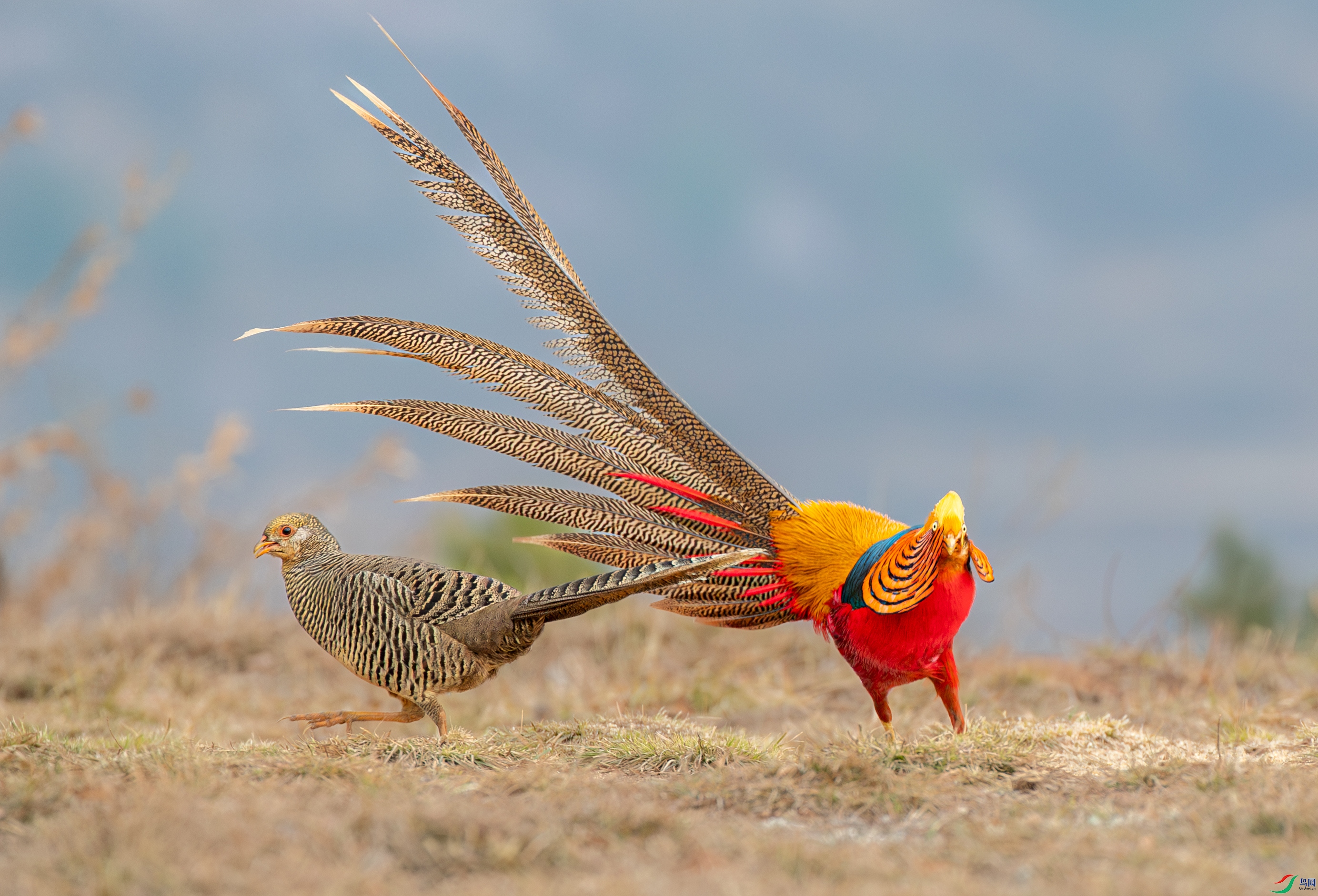 AY8I1366-����ǿ-NR ����.jpg