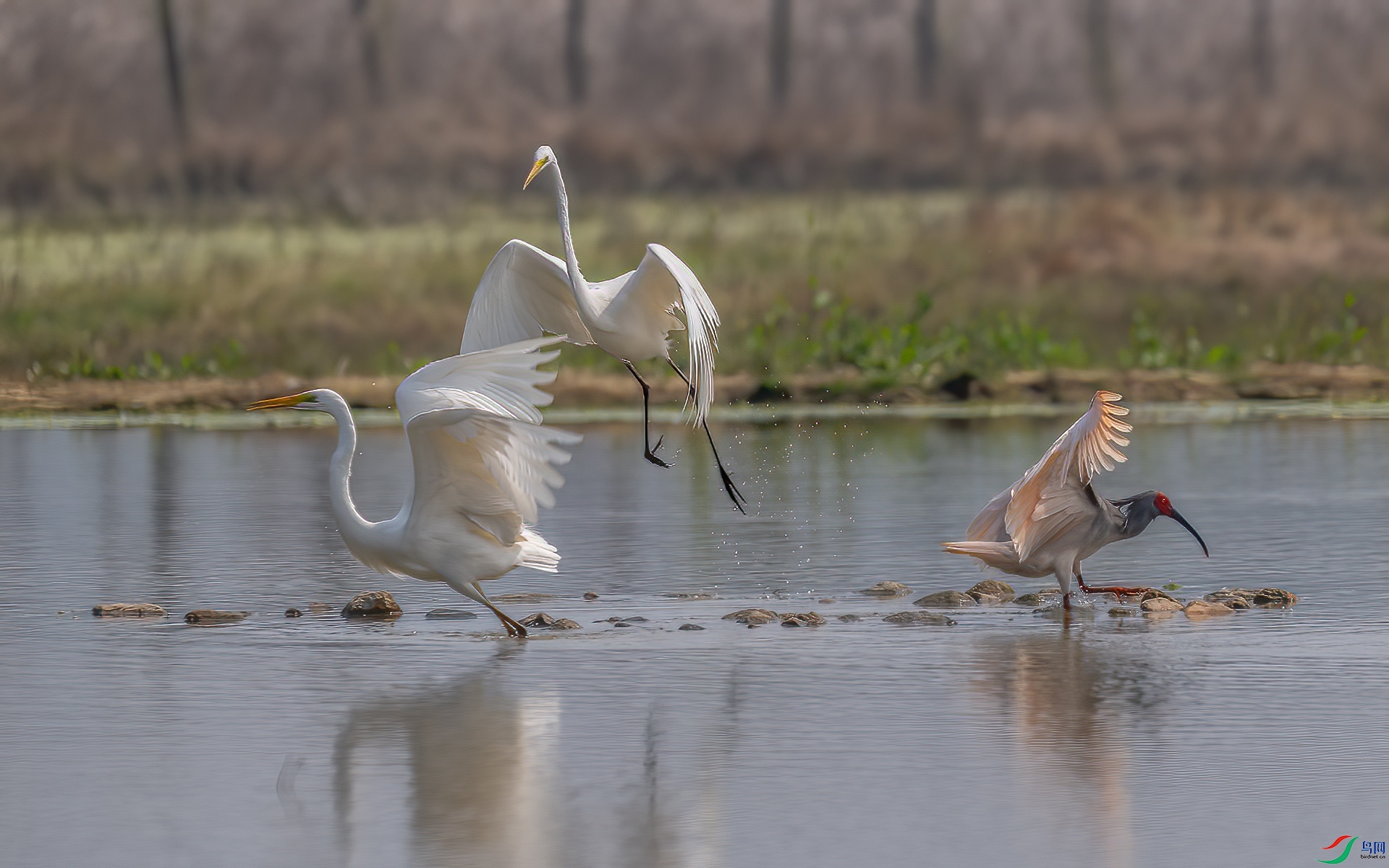 DSC_2834.jpg