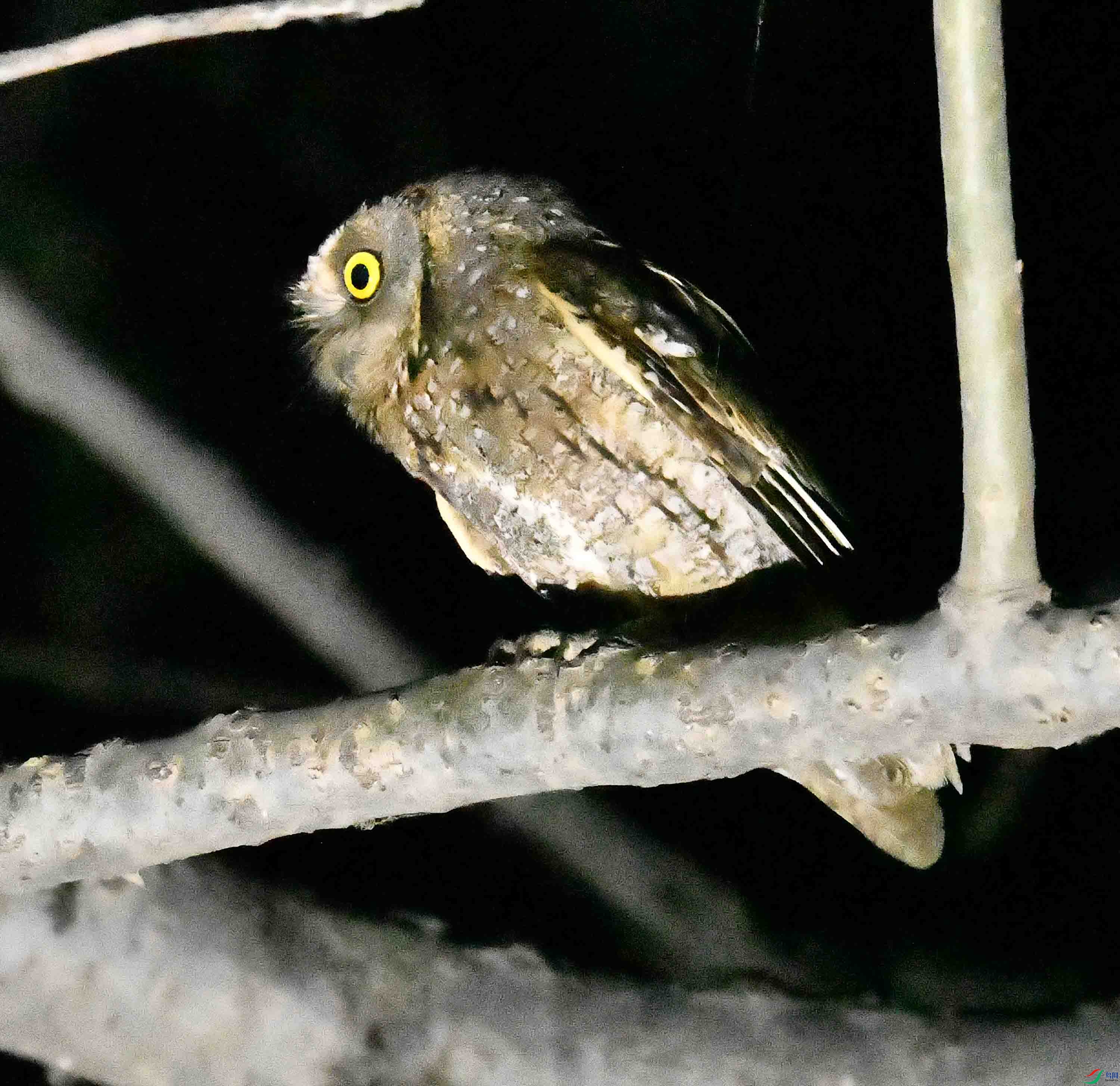 DSC_4680.JPG
