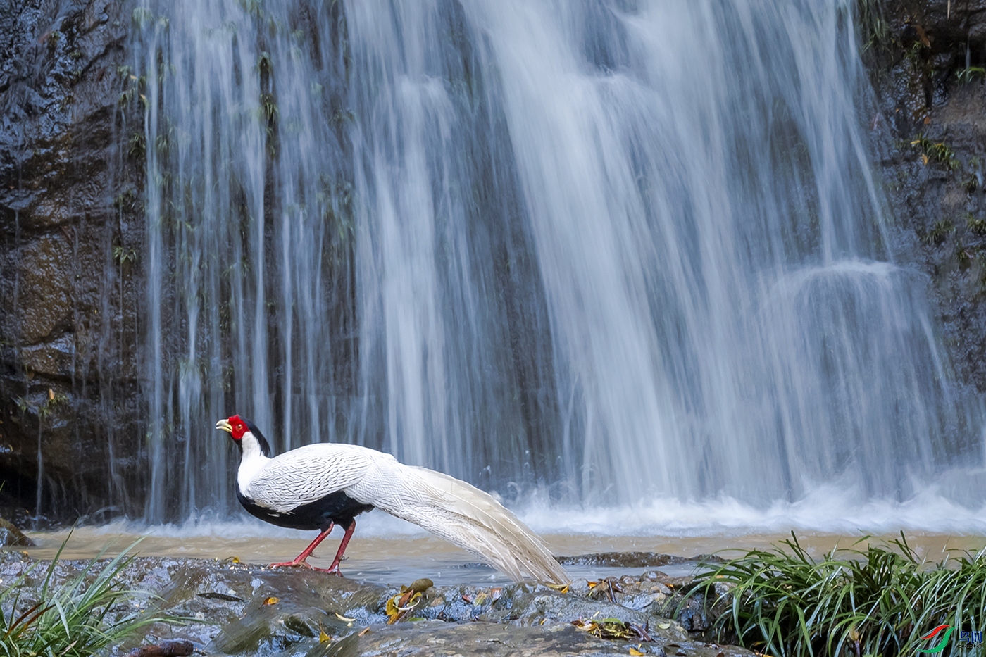 ����----��˼�ٲ���Ŵ�