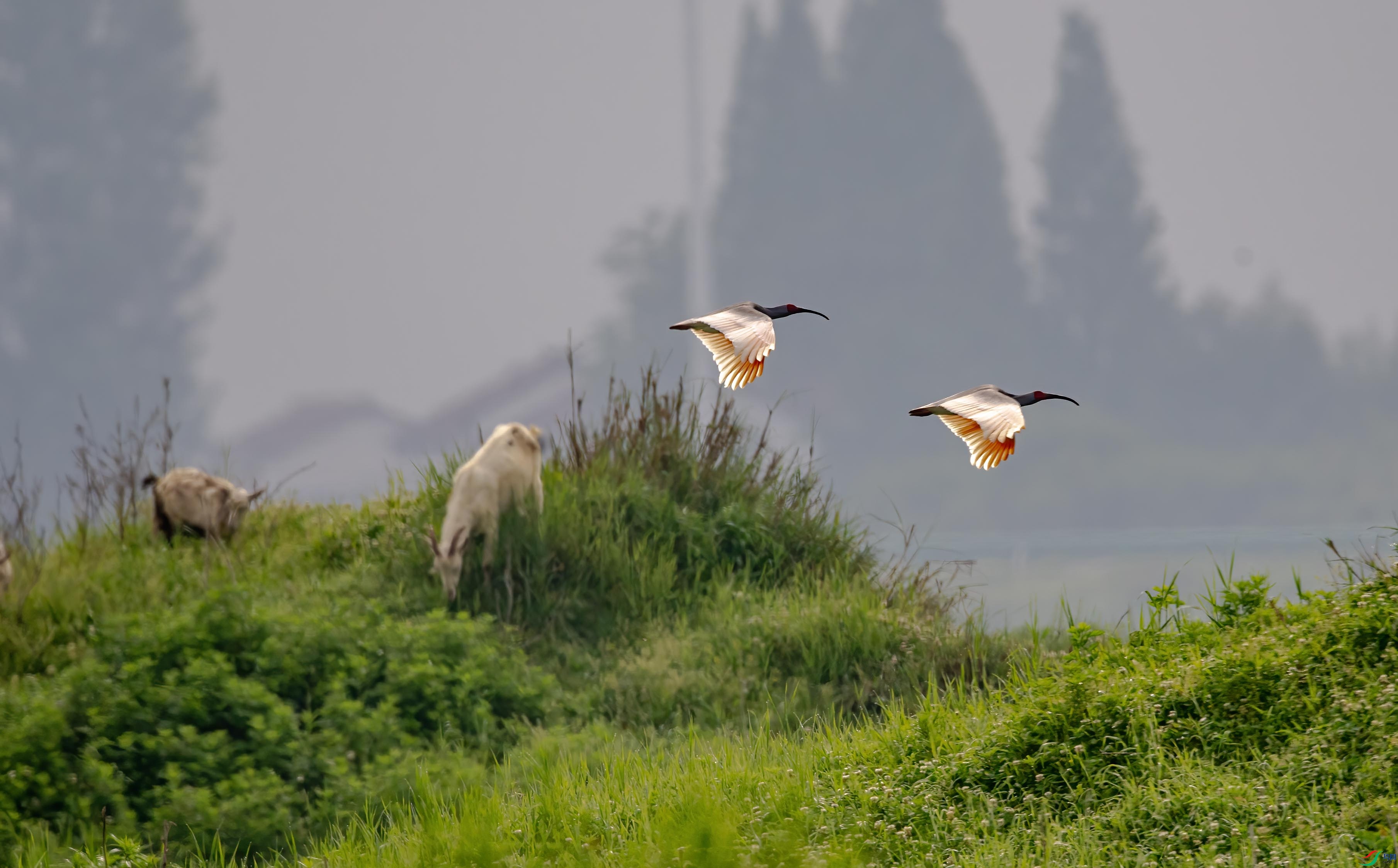 DSC_5278 ����.jpg