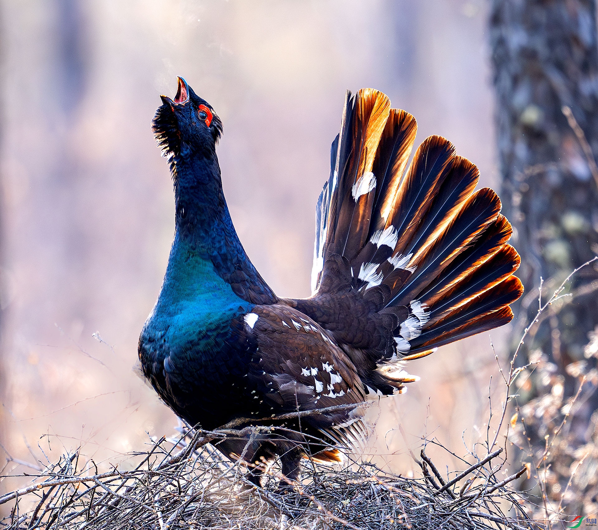 DSC_3377-����ǿ-NR--===.jpg