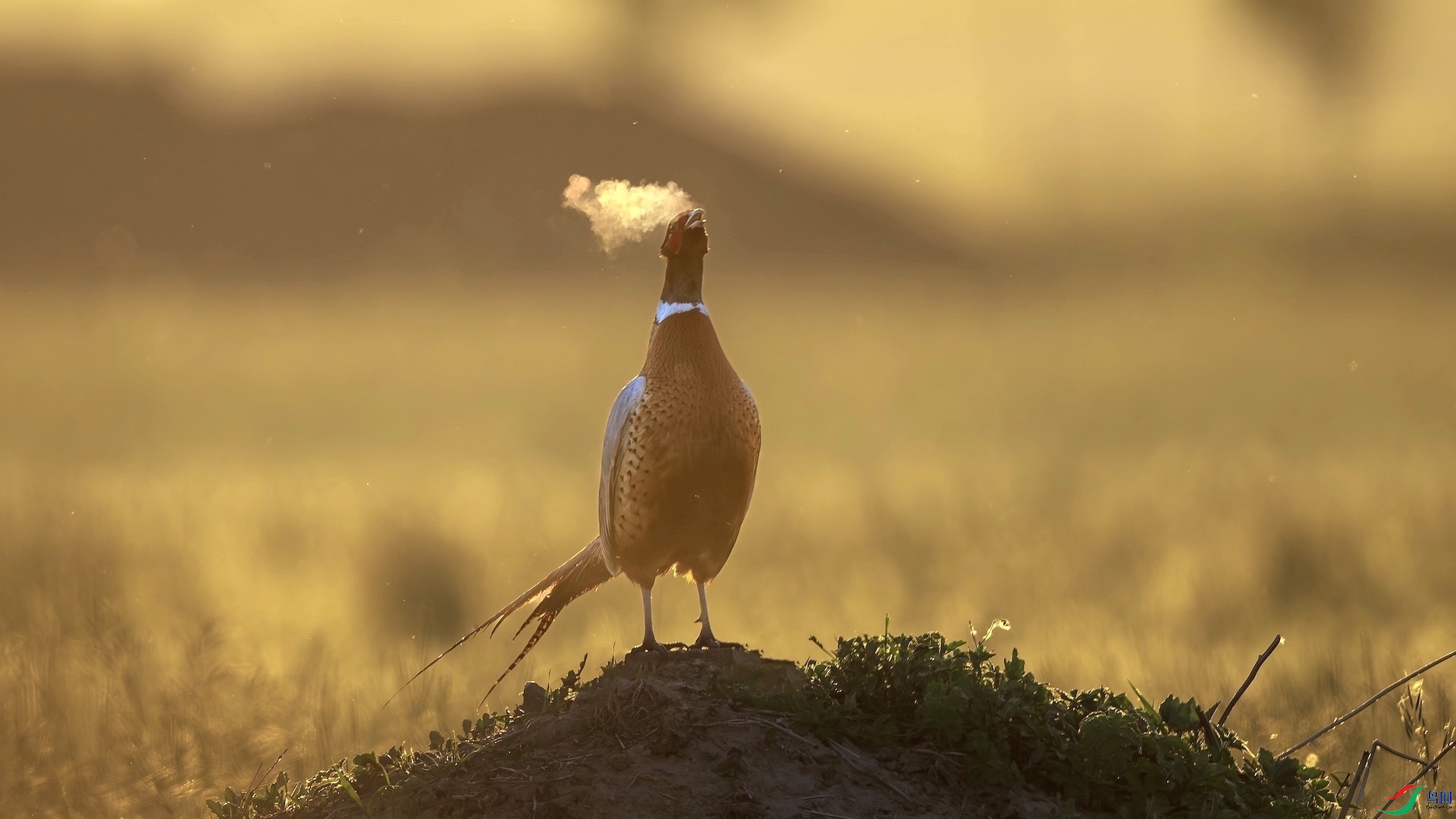 1_XXL1052-����ǿ-NR ���� 2.jpeg