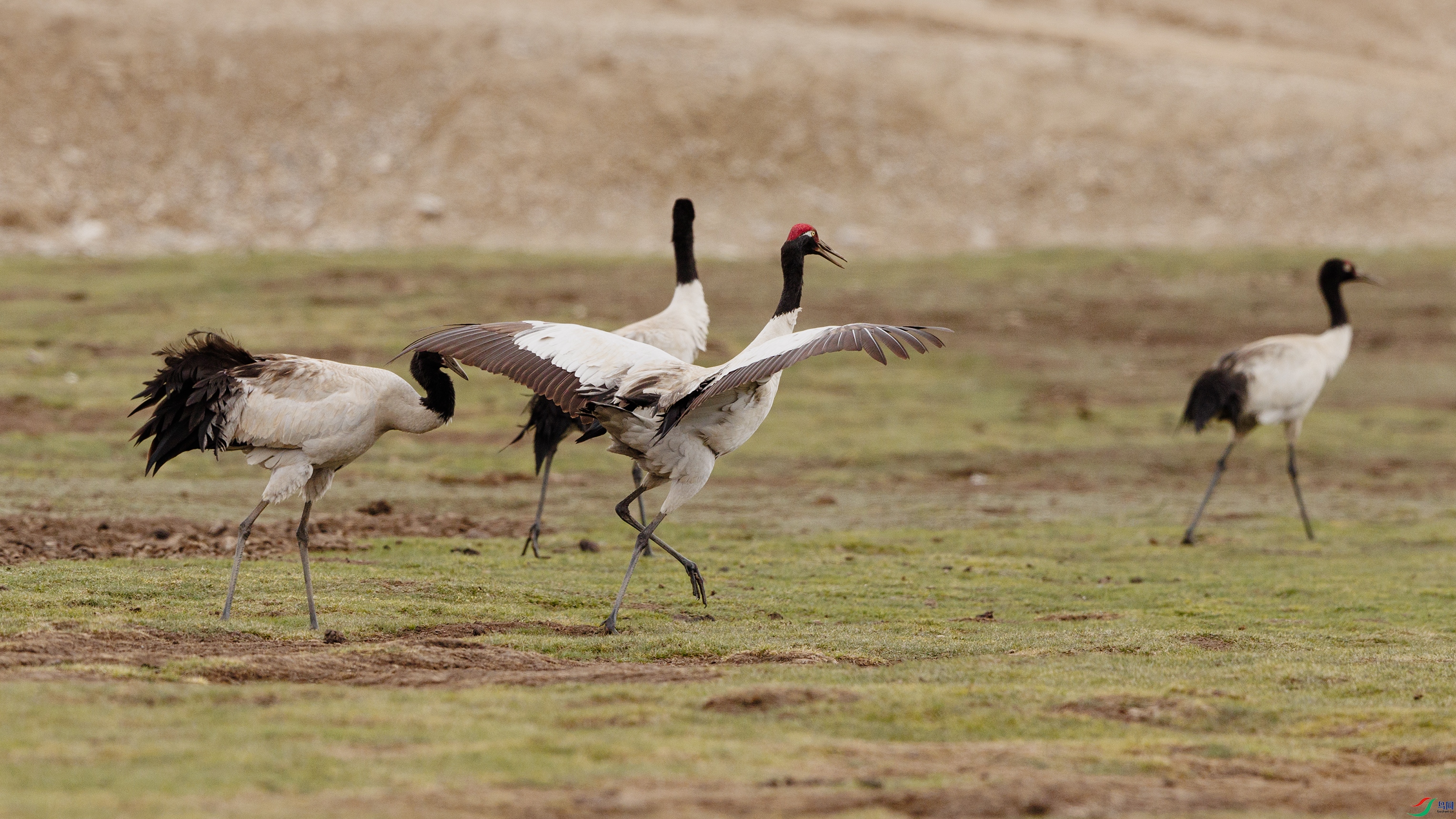 7X5A6910 ����999.jpg