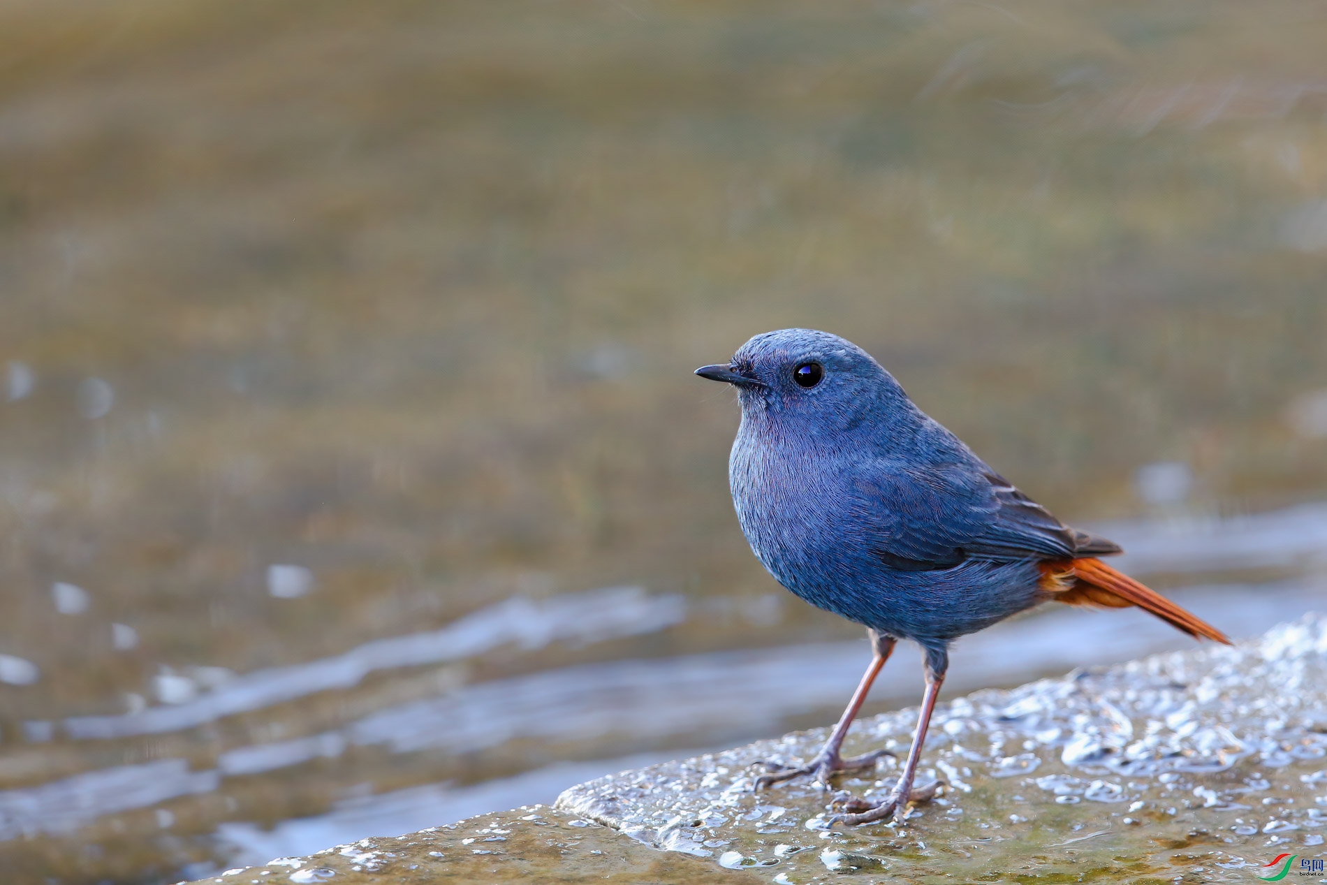 AQ4P0133-1.jpg