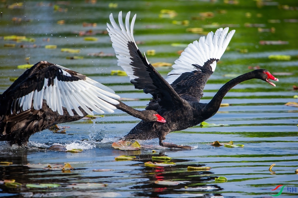 DSC_4727 ����_����.jpg