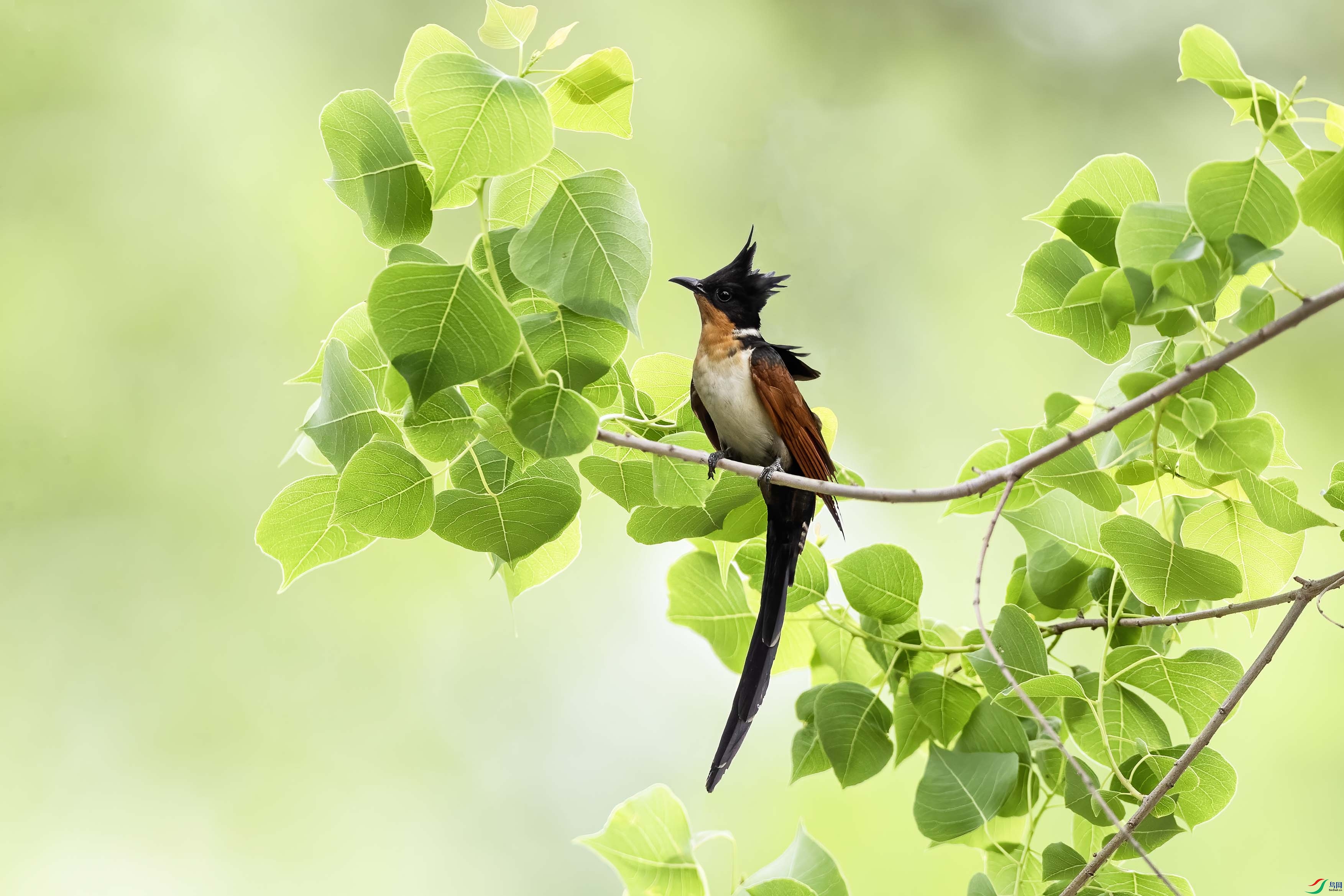 ����ͷ��