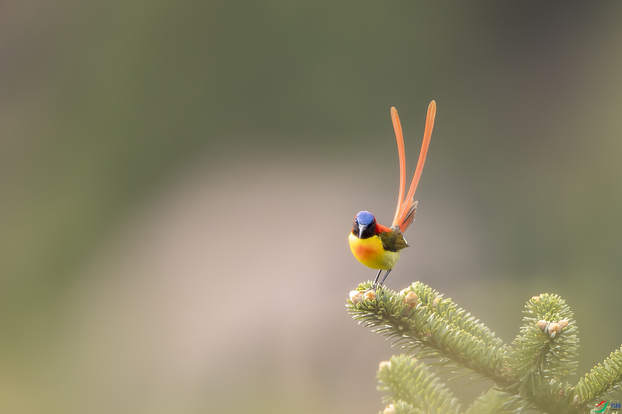 AB8I5794-����ǿ-NR ����.jpg