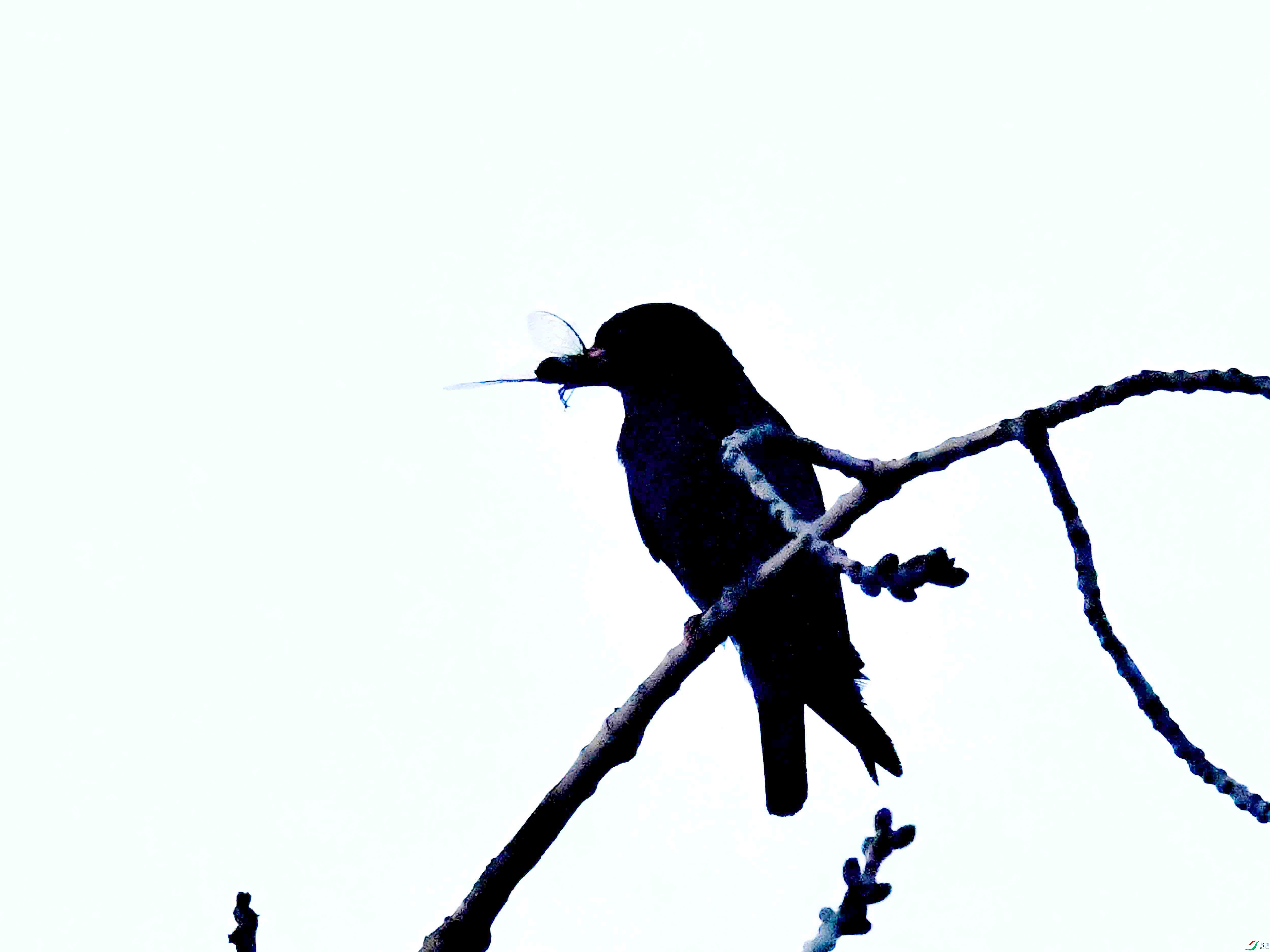 DSC_3133.JPG