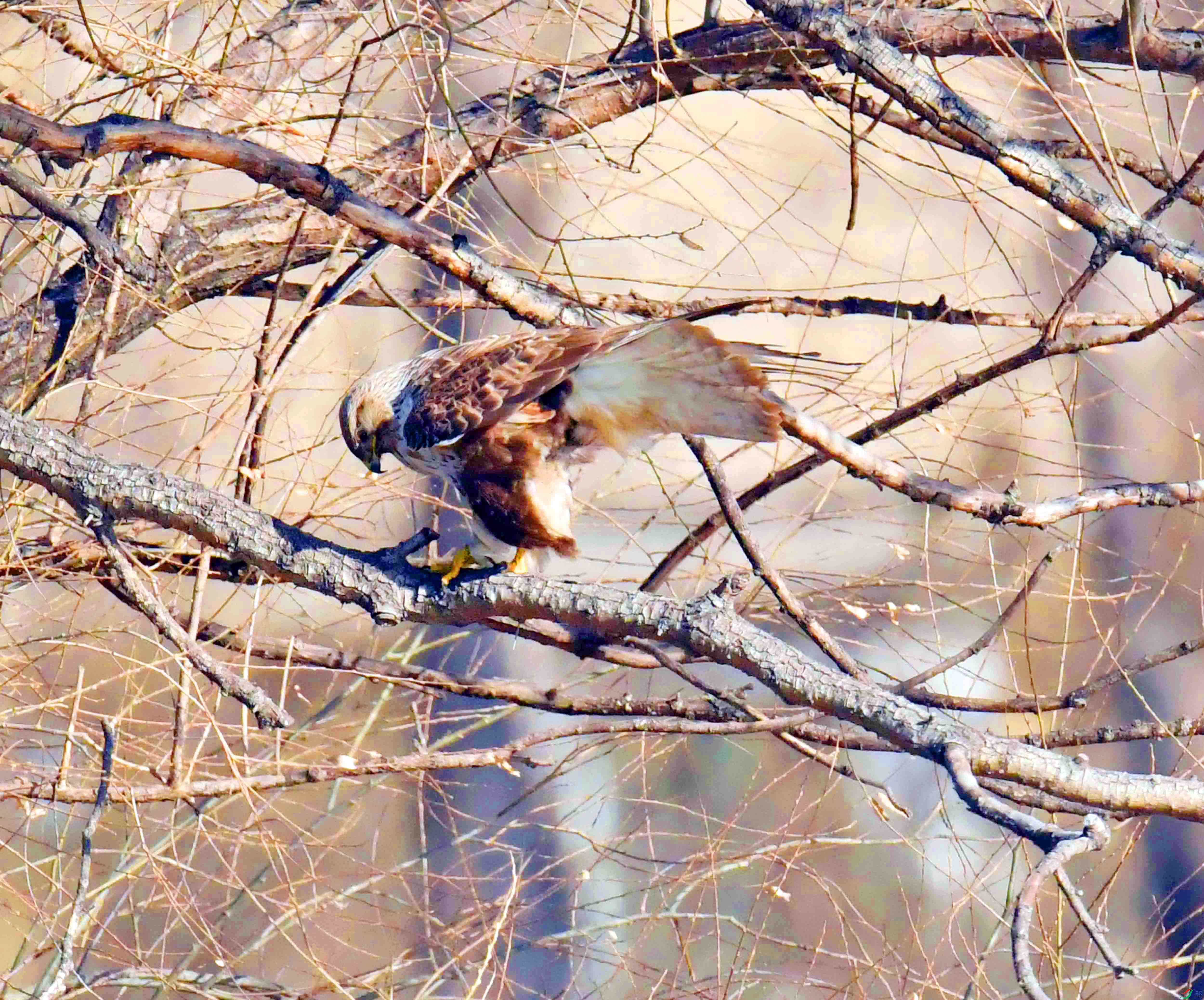 DSC_0646.JPG