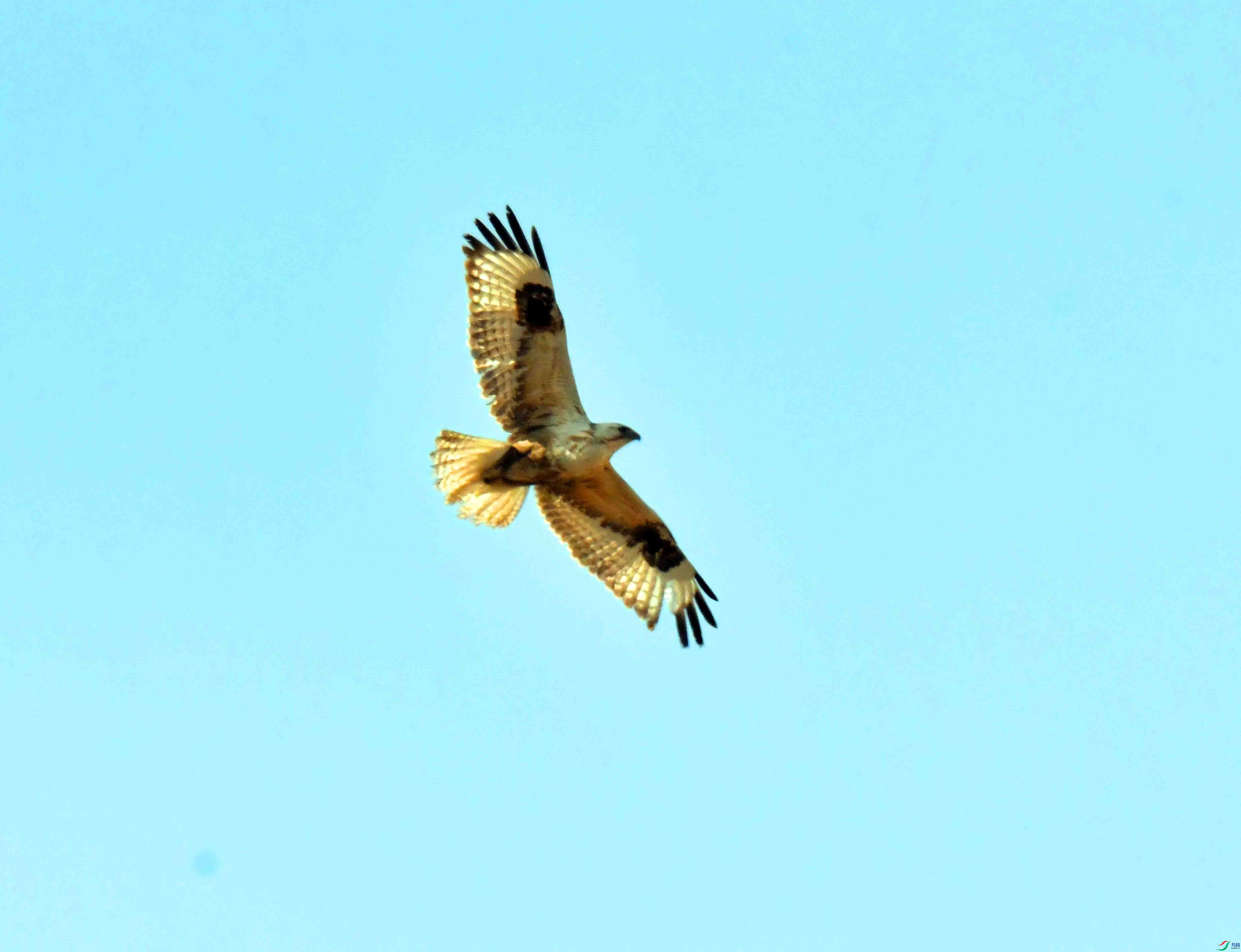 DSC_1847.JPG