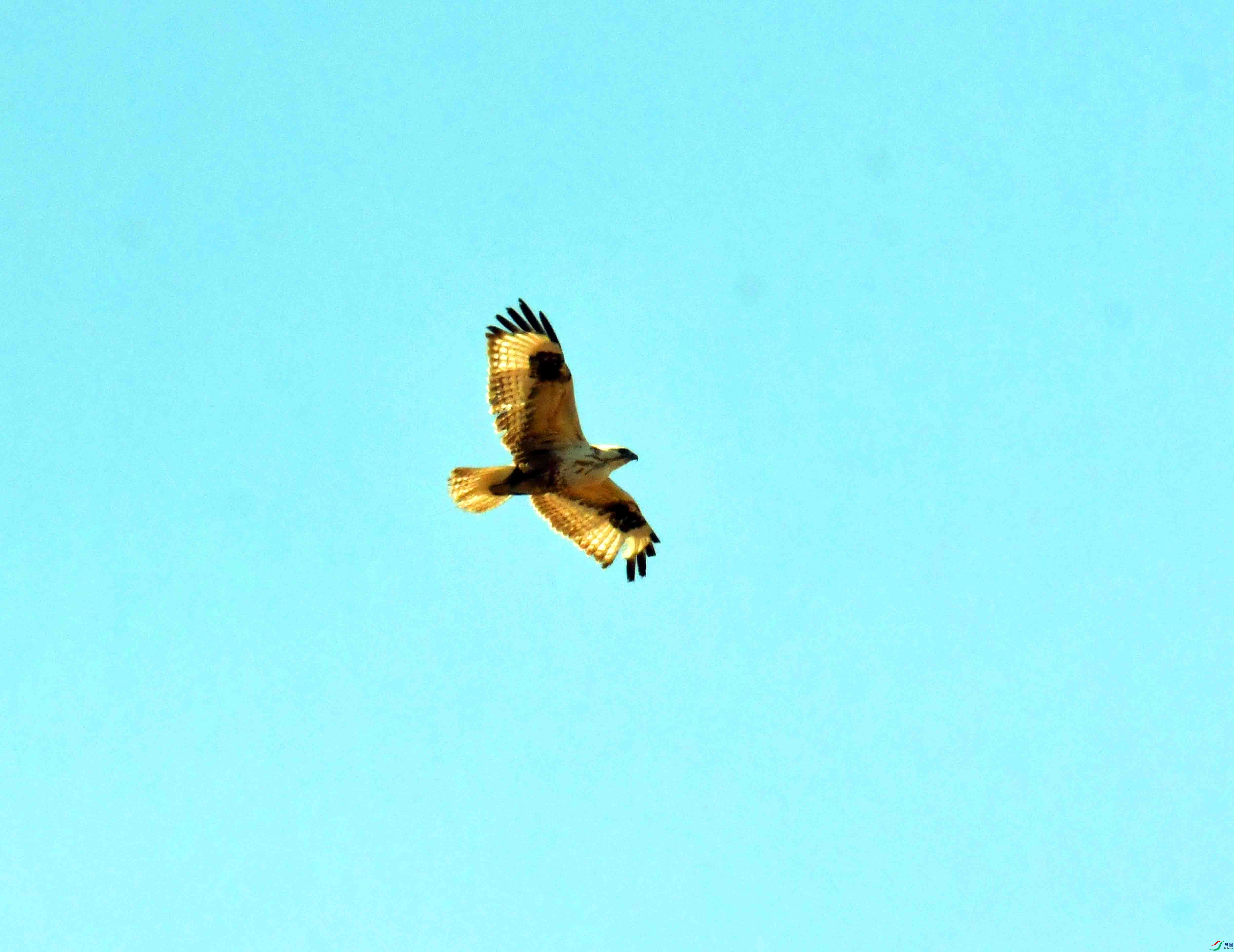DSC_1862.JPG