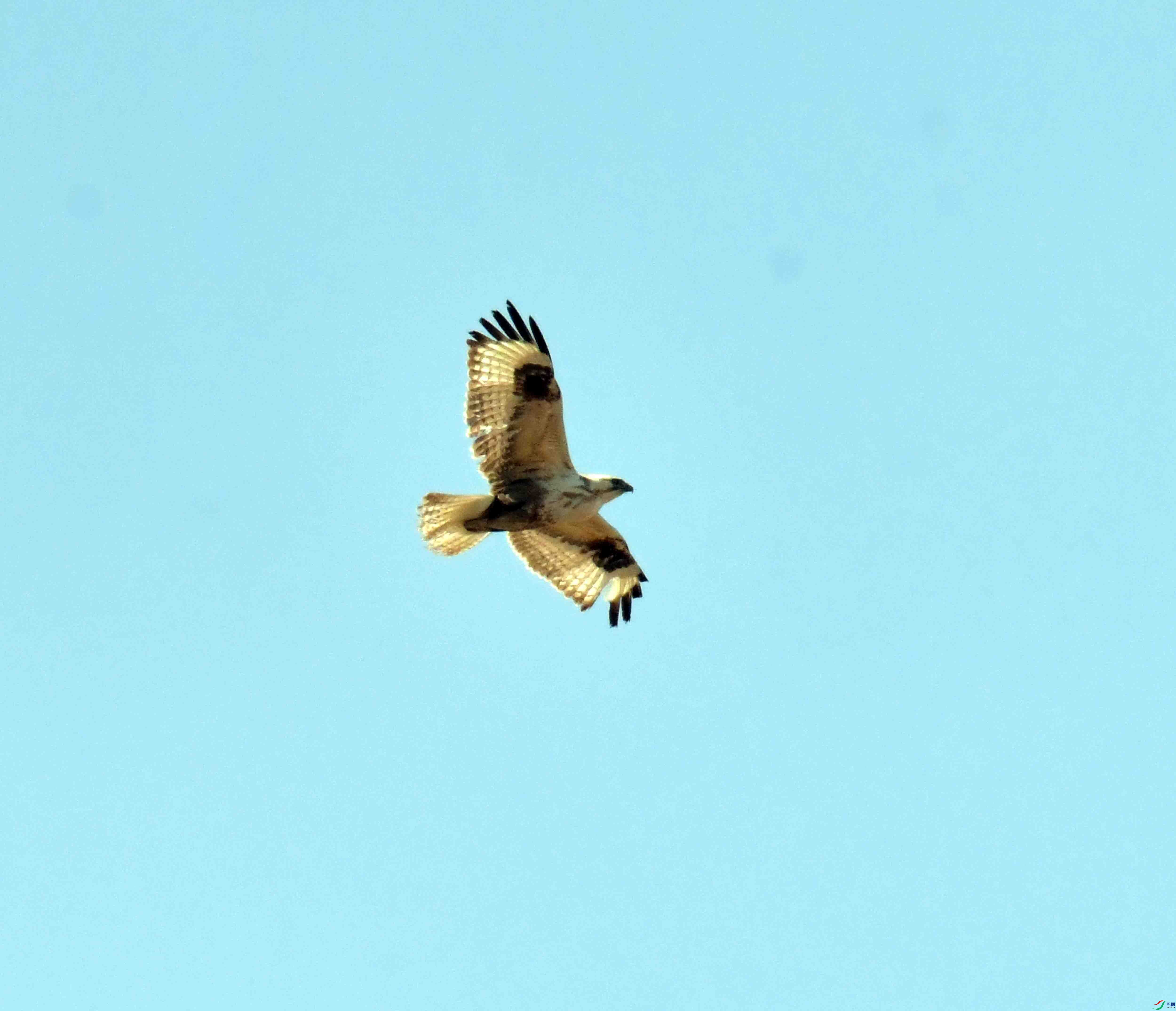 DSC_1863.JPG
