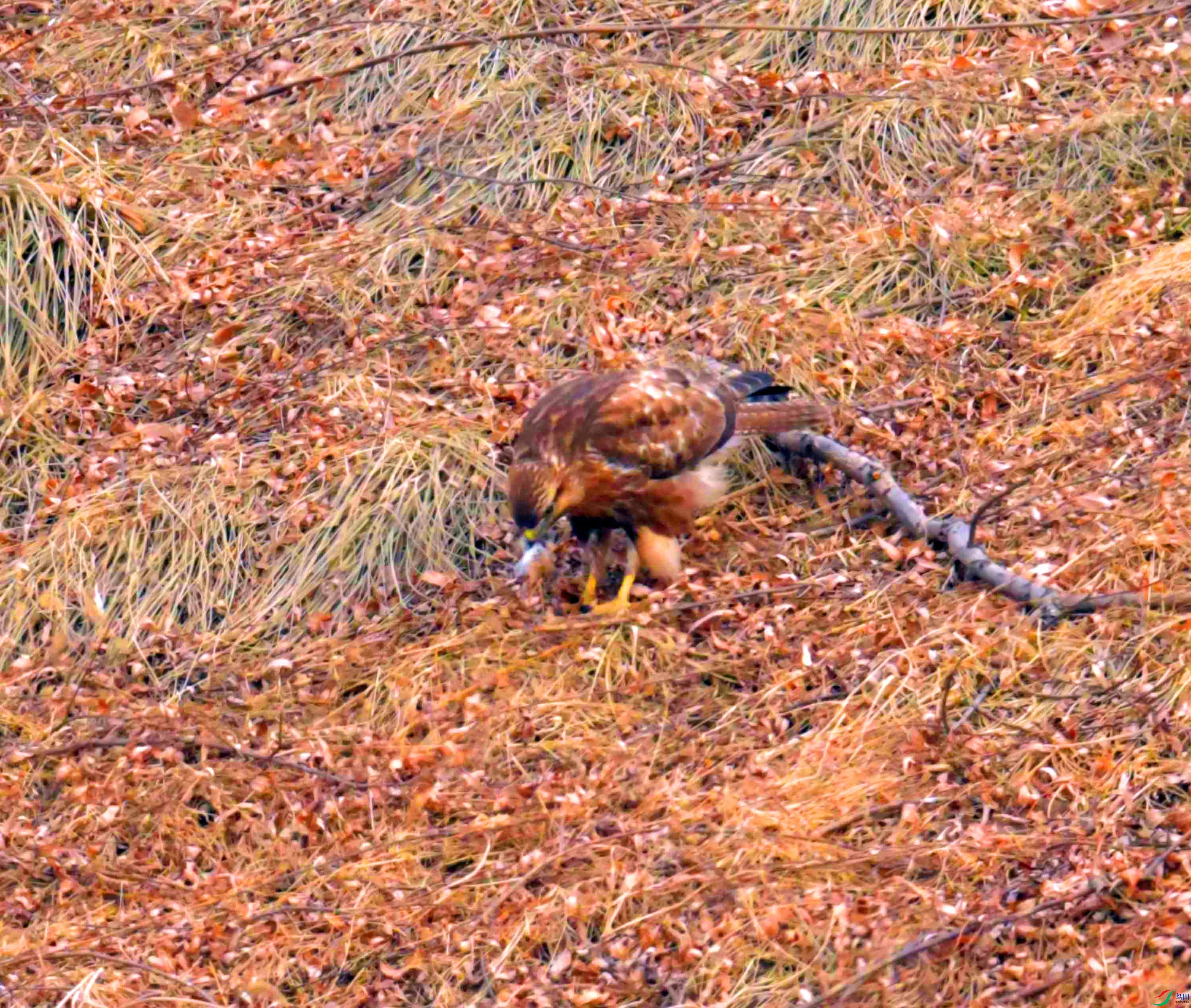DSC_2655.JPG