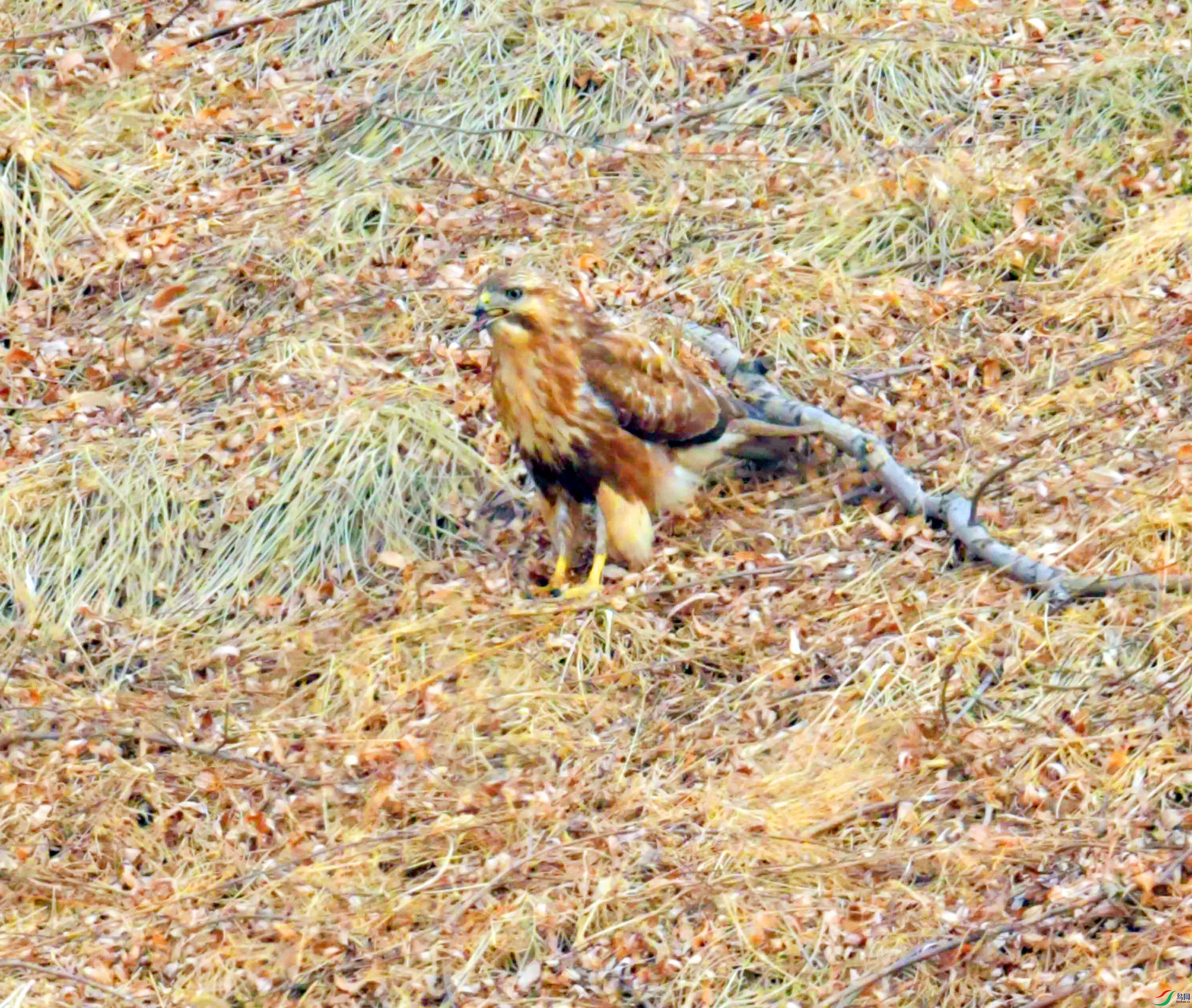 DSC_2662.JPG