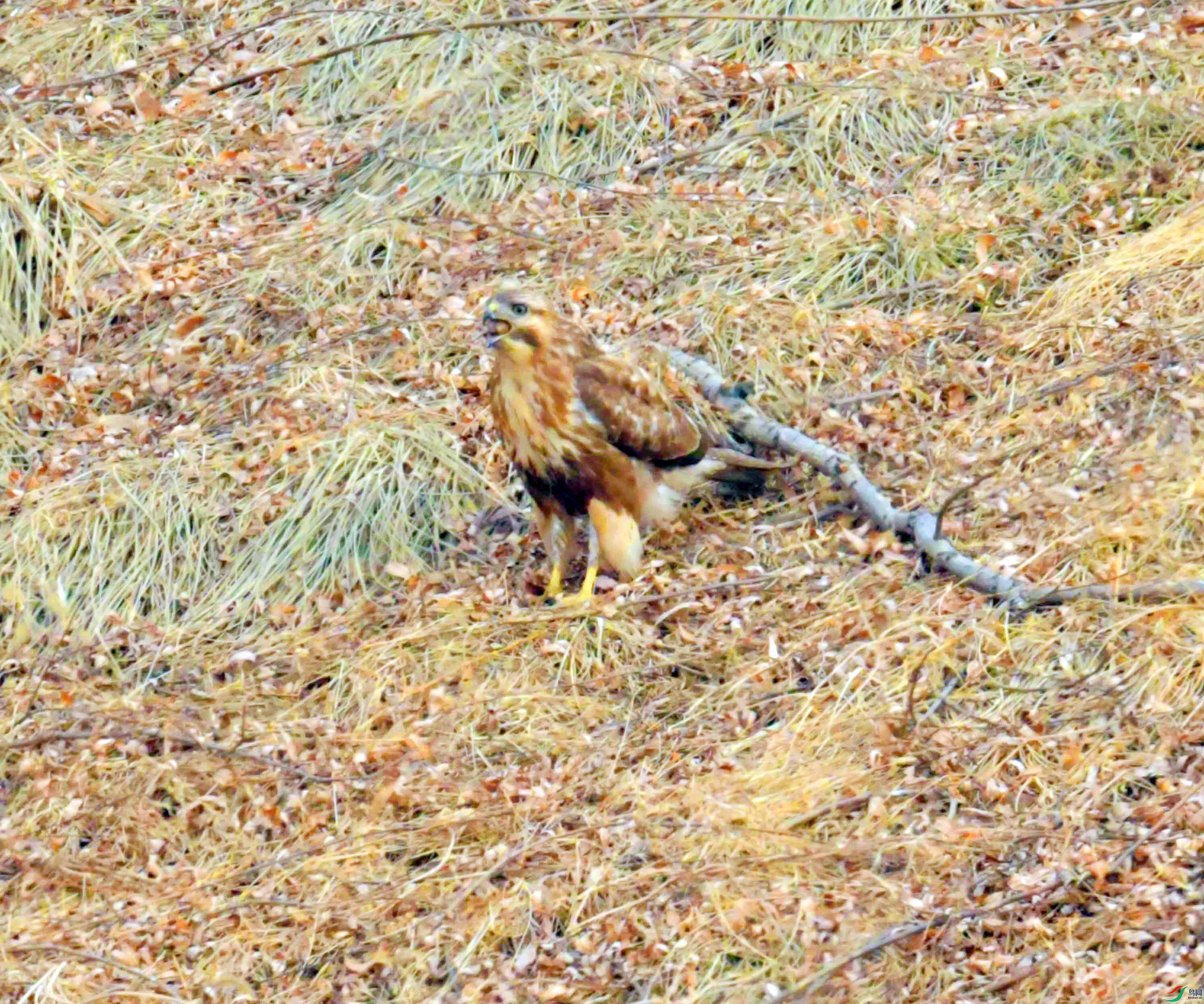 DSC_2663.JPG