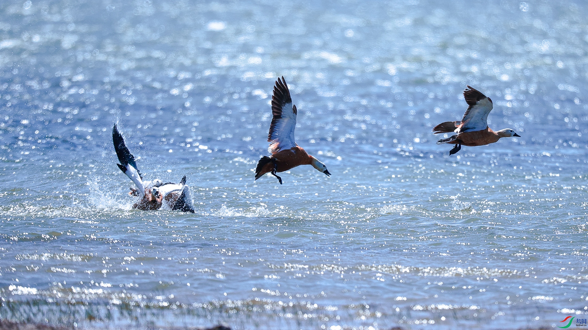 ����˫��