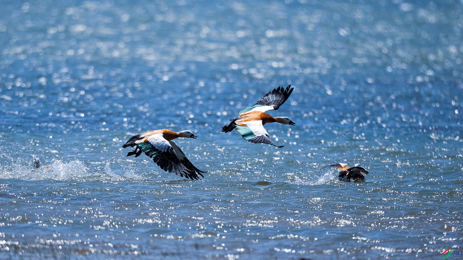 Ѹ������