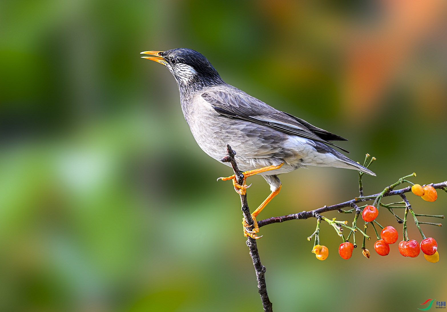 DSC_0061-2.jpg