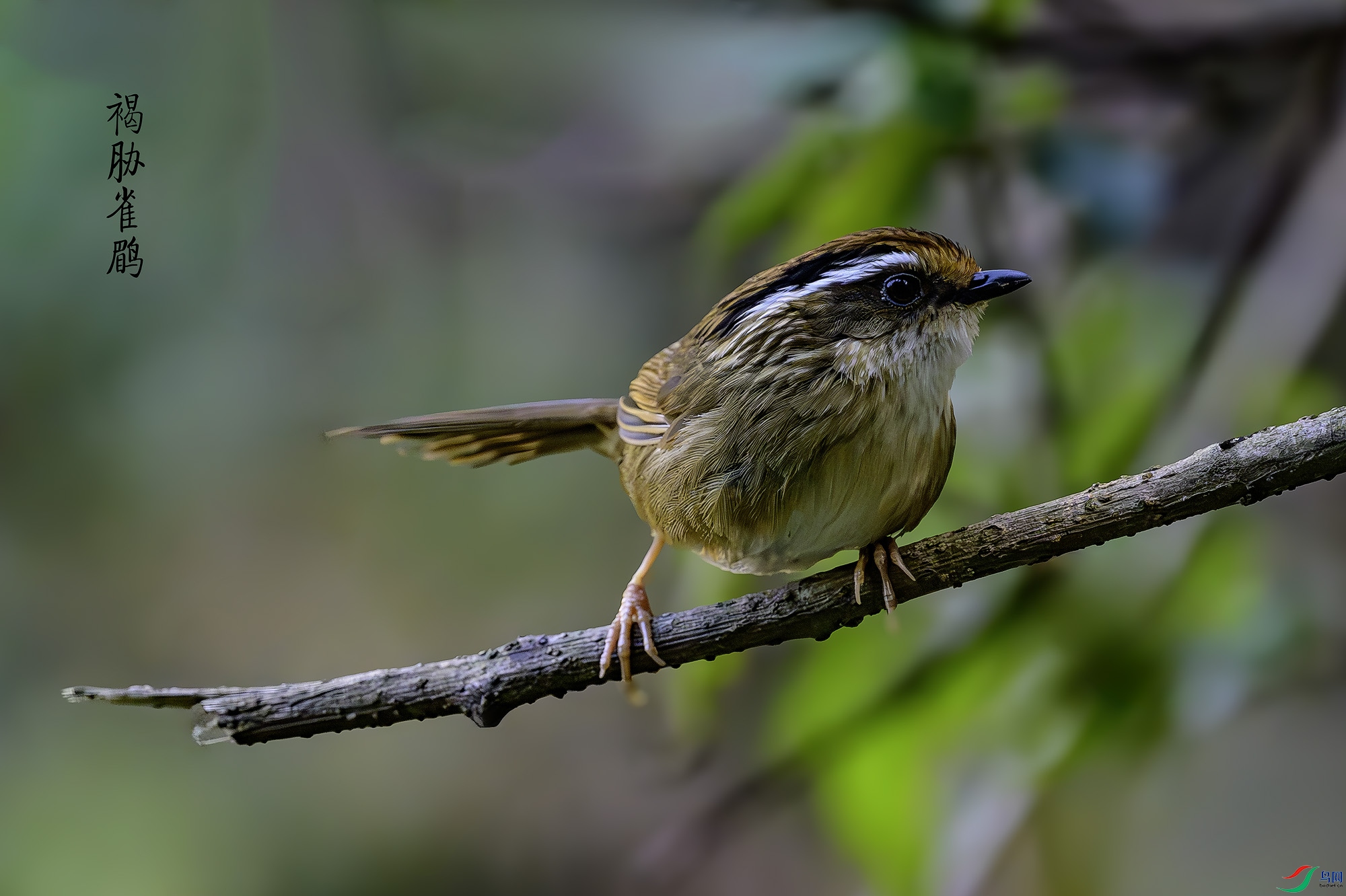 _DSC4649a-����ǿ-NR ����.jpg