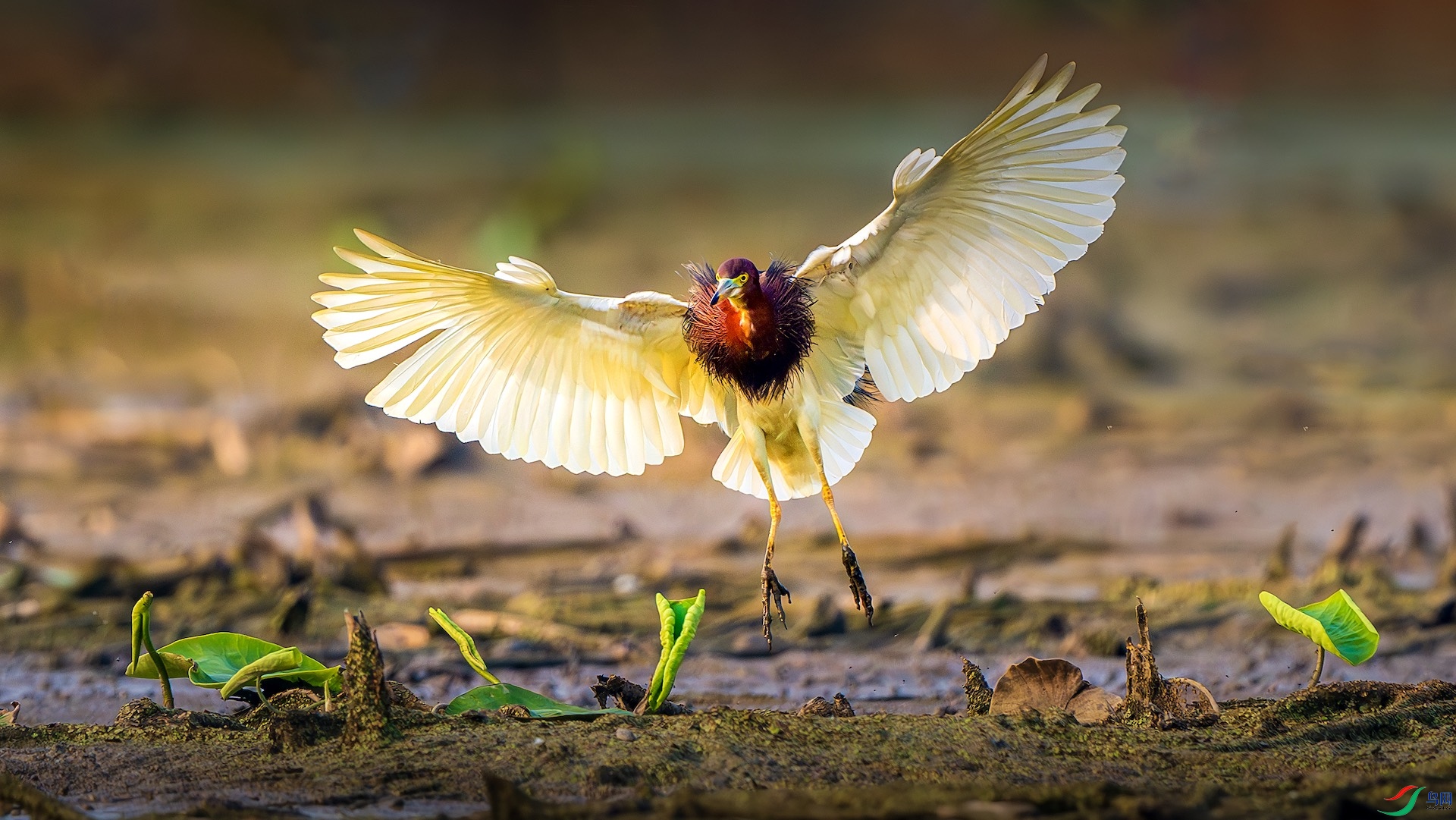 1_XXL5221-����ǿ-NR ���� 2.jpeg