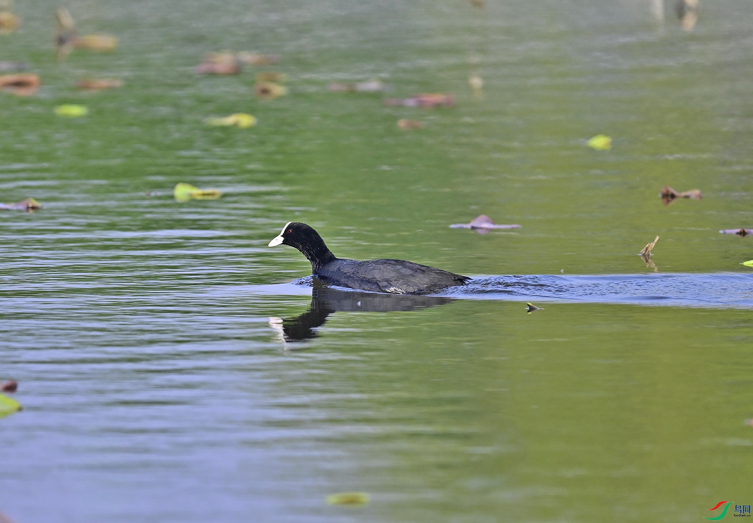 _DSC1113f.jpg