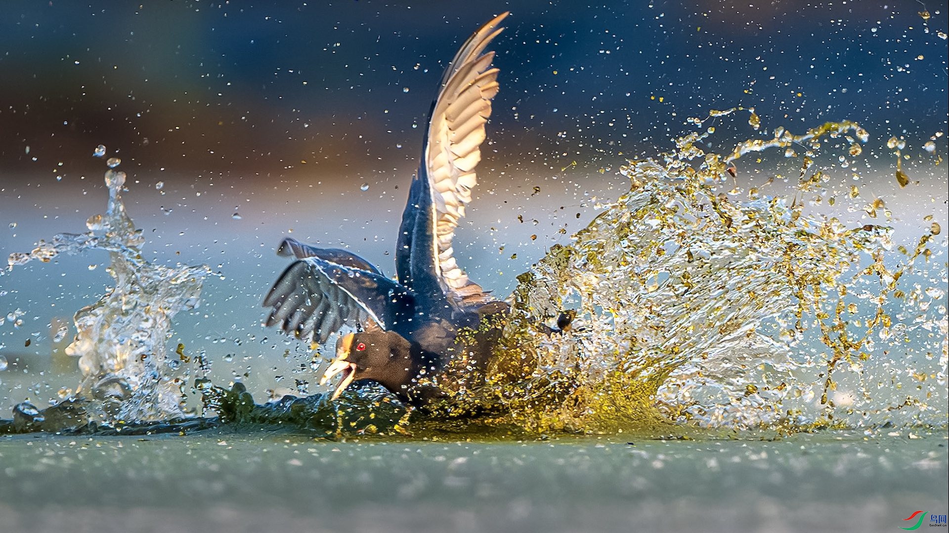 1_XXL5770-����ǿ-NR ���� 2.jpeg