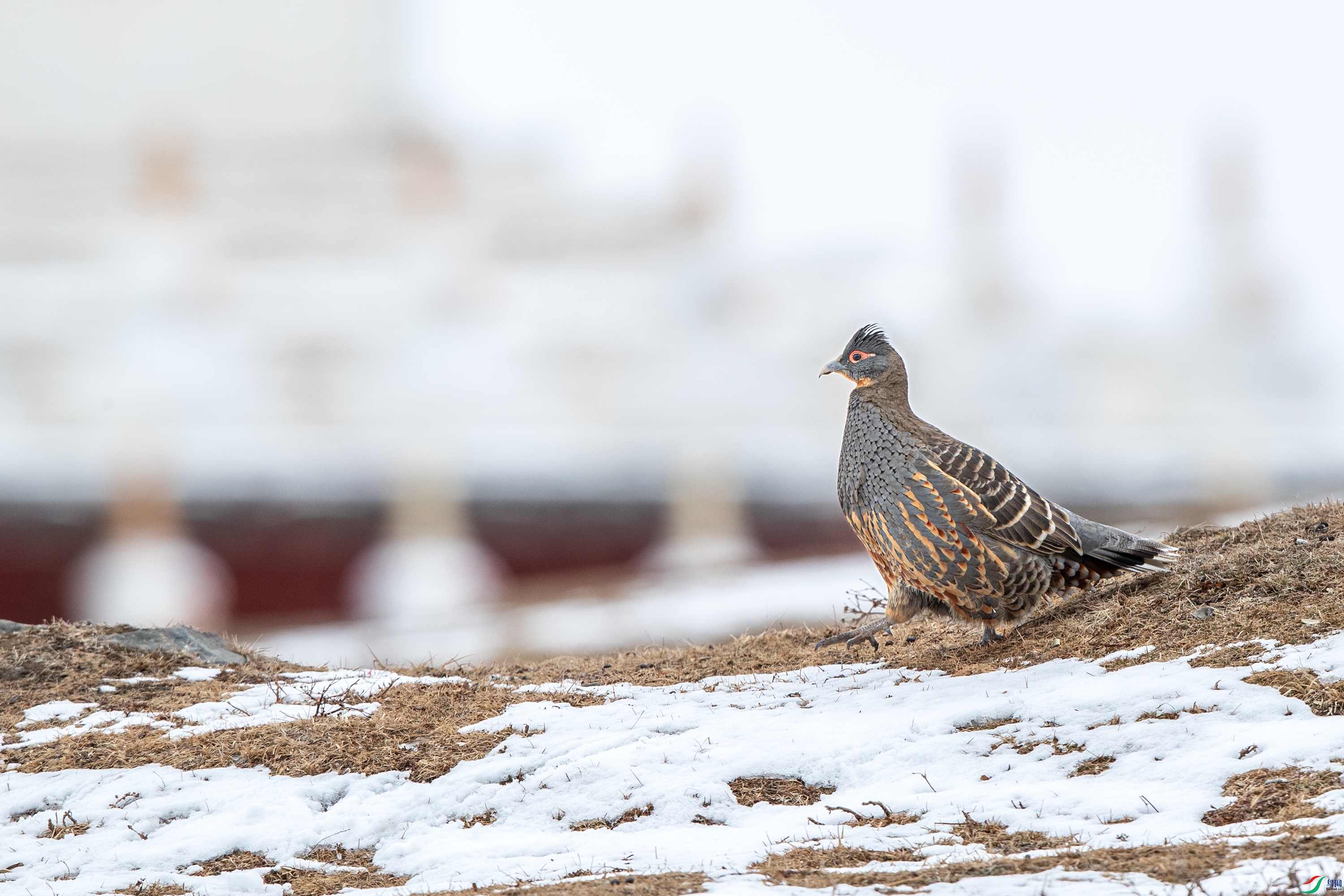 AY8I0959 ����.jpg