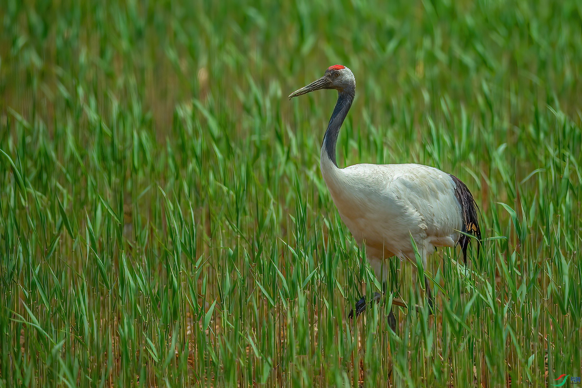 DSC_2488.jpg
