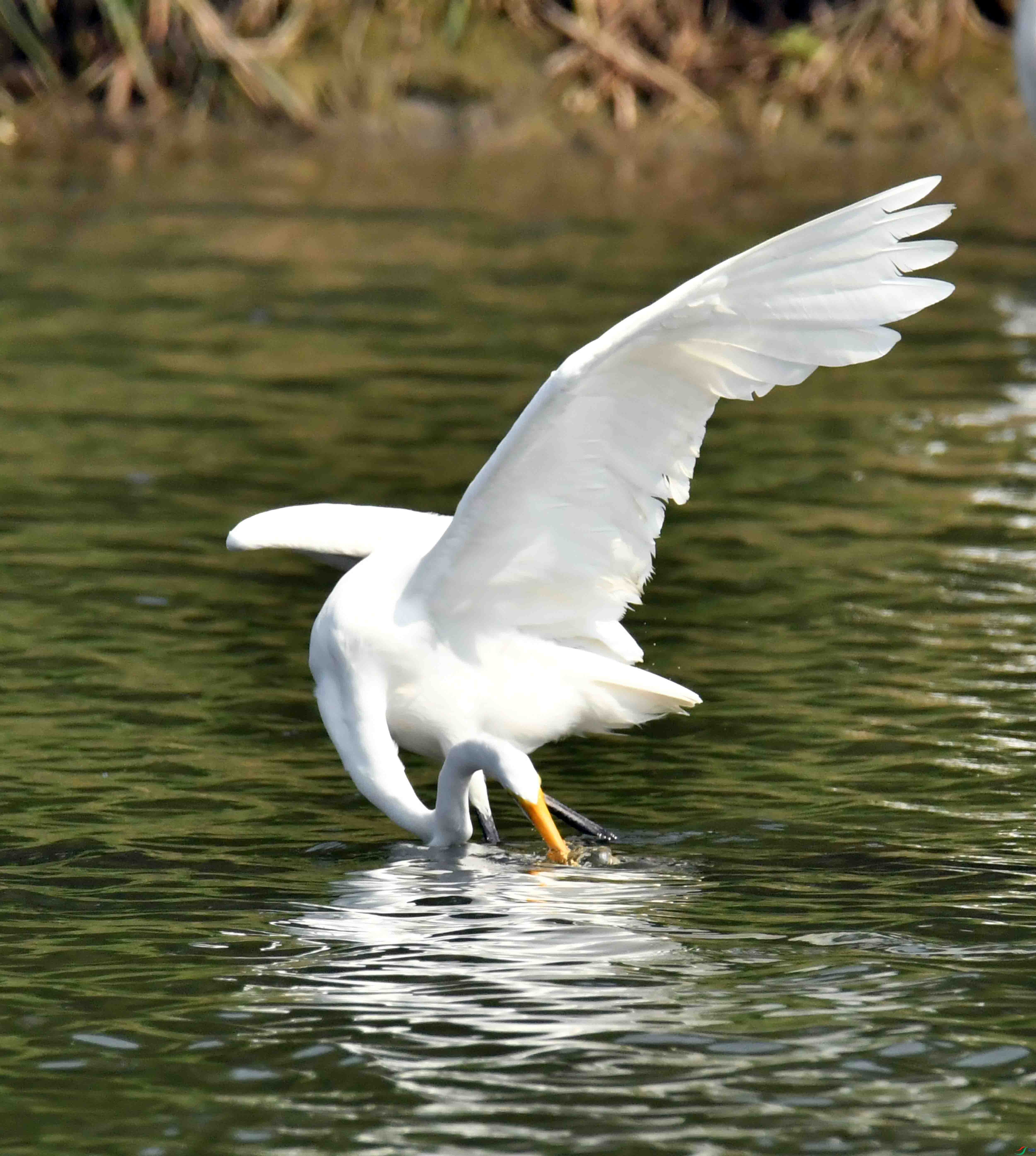 DSC_0408.JPG