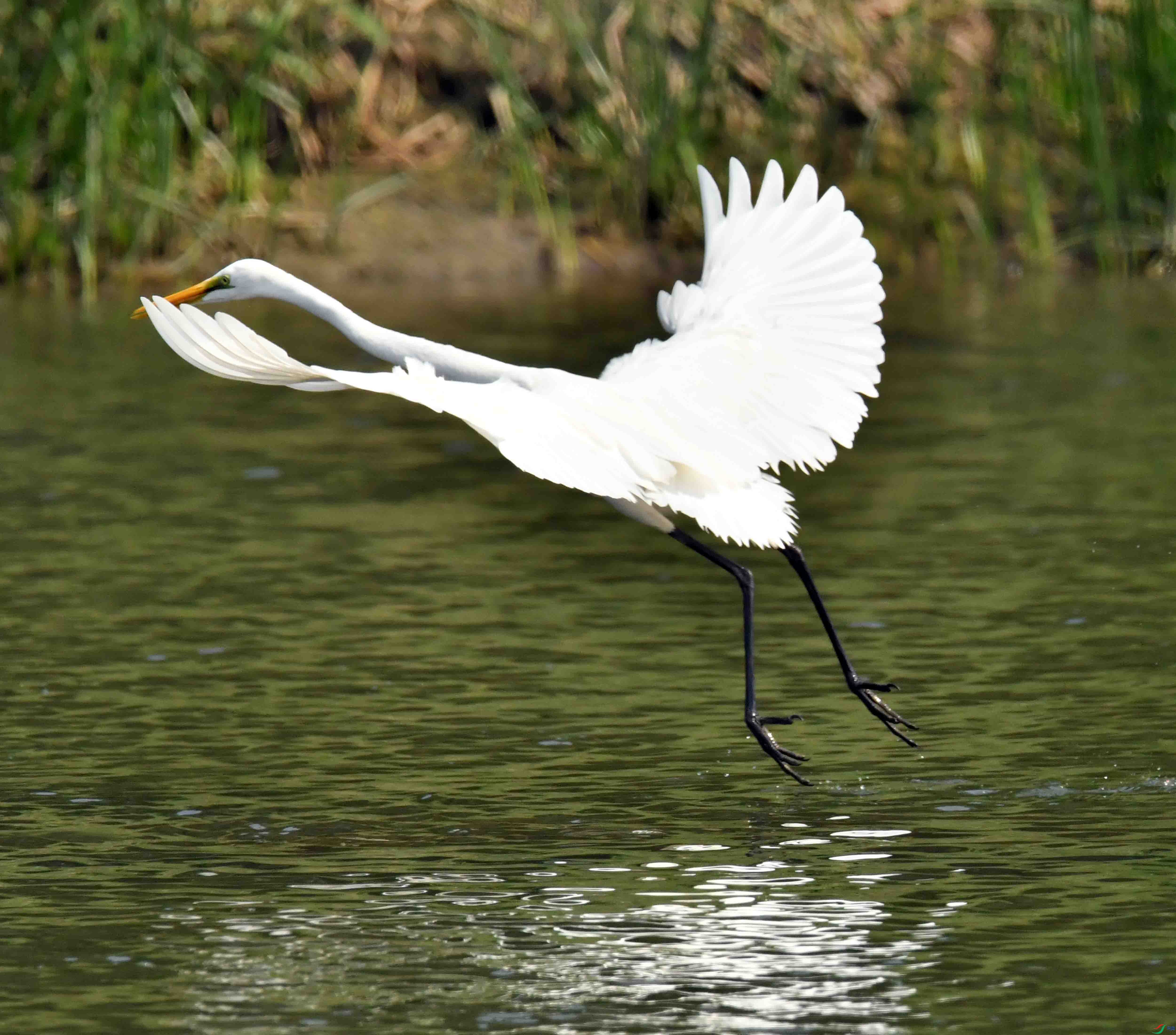 DSC_0461.JPG